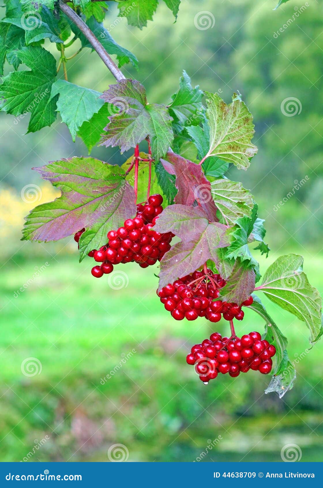 Ripe Red Viburnum on a Bush Stock Image Image of juicy, healthy 44638709