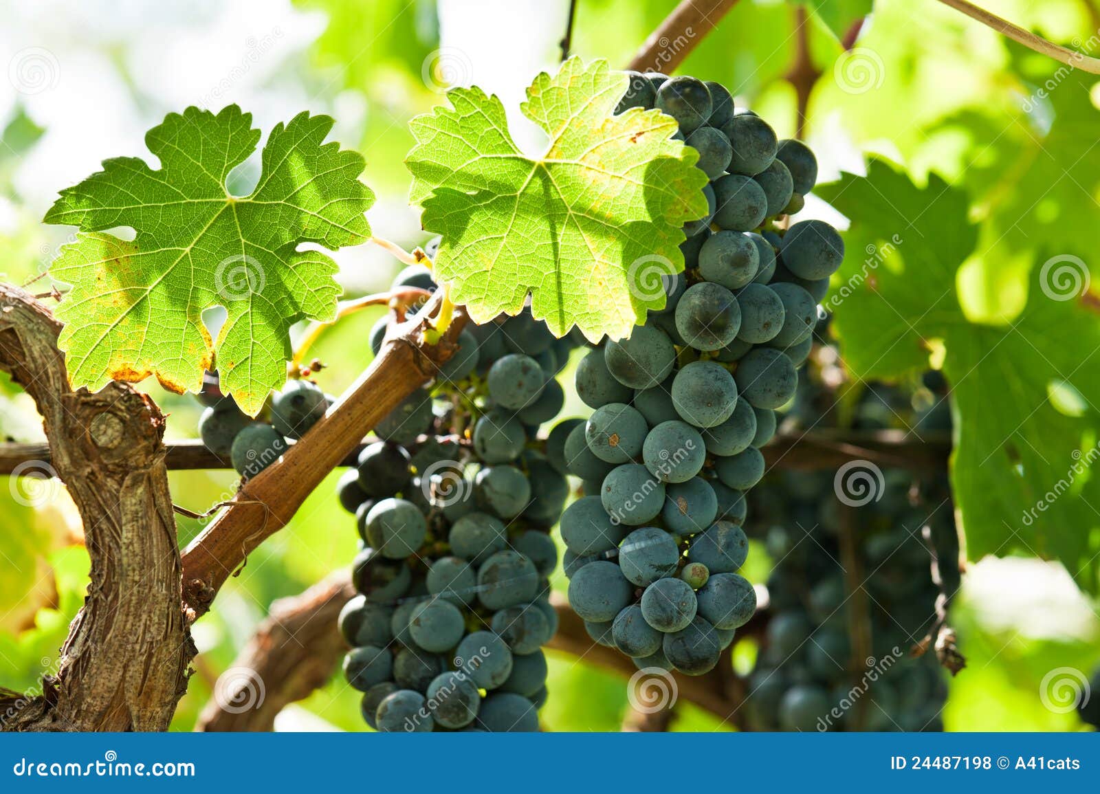 Ripe Red Wine Grapes Right before Harvest Stock Photo Image of autumn