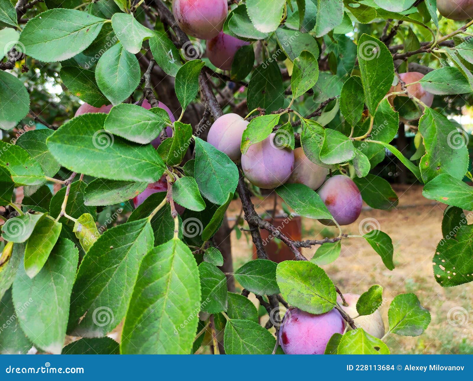 Ripe Rose Plum Fruits on the Tree Stock Photo Image of food, diet