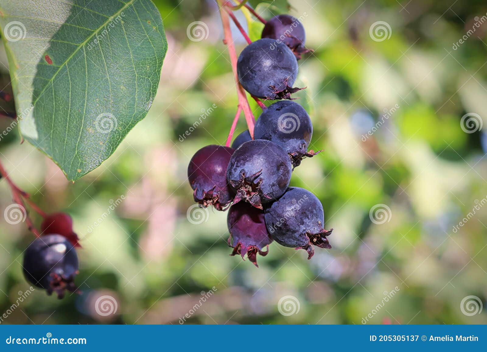 Ripe Saskatoon Berries Drooping from a Branch Stem Stock Image Image