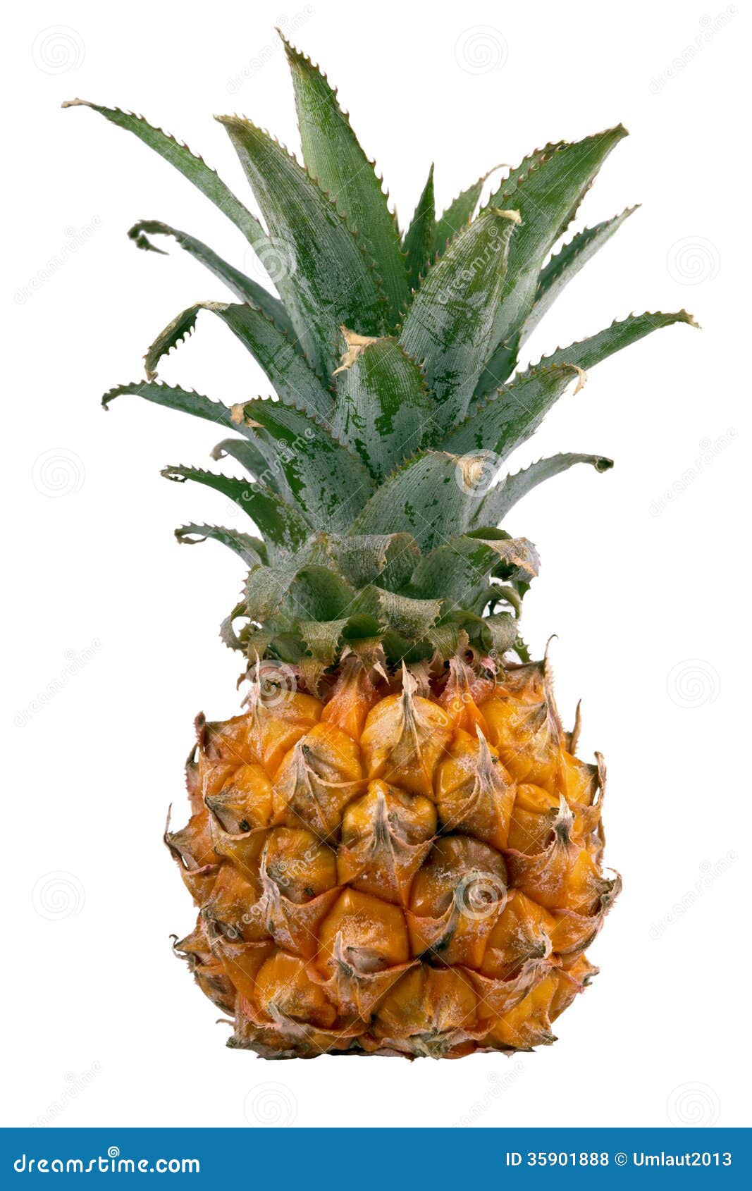 Ripe small pineapple stock photo. Image of exoticism ...