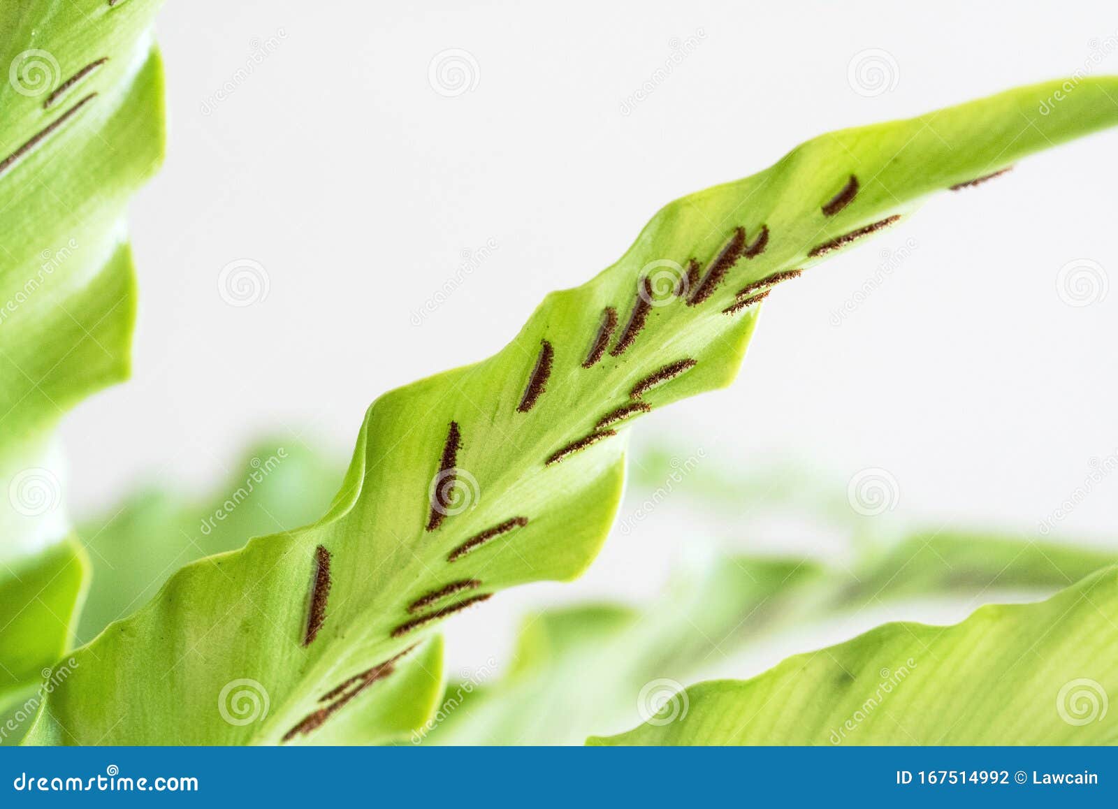 ripe spores of bird`s nest fern