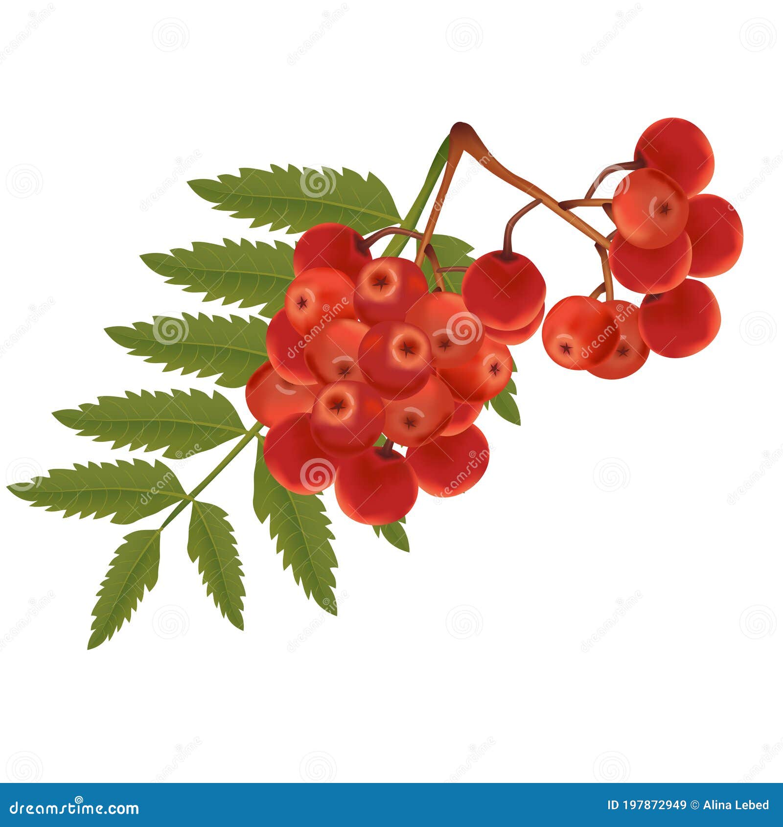 A Ripe Sprig of Mountain Ash with Leaves. Design of Autumn ...