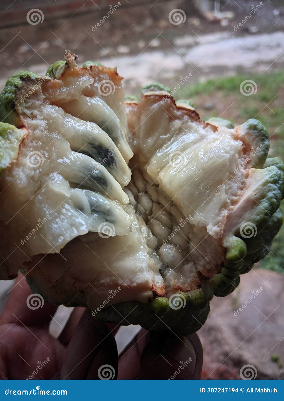 ripe srikaya fruit is cut in half