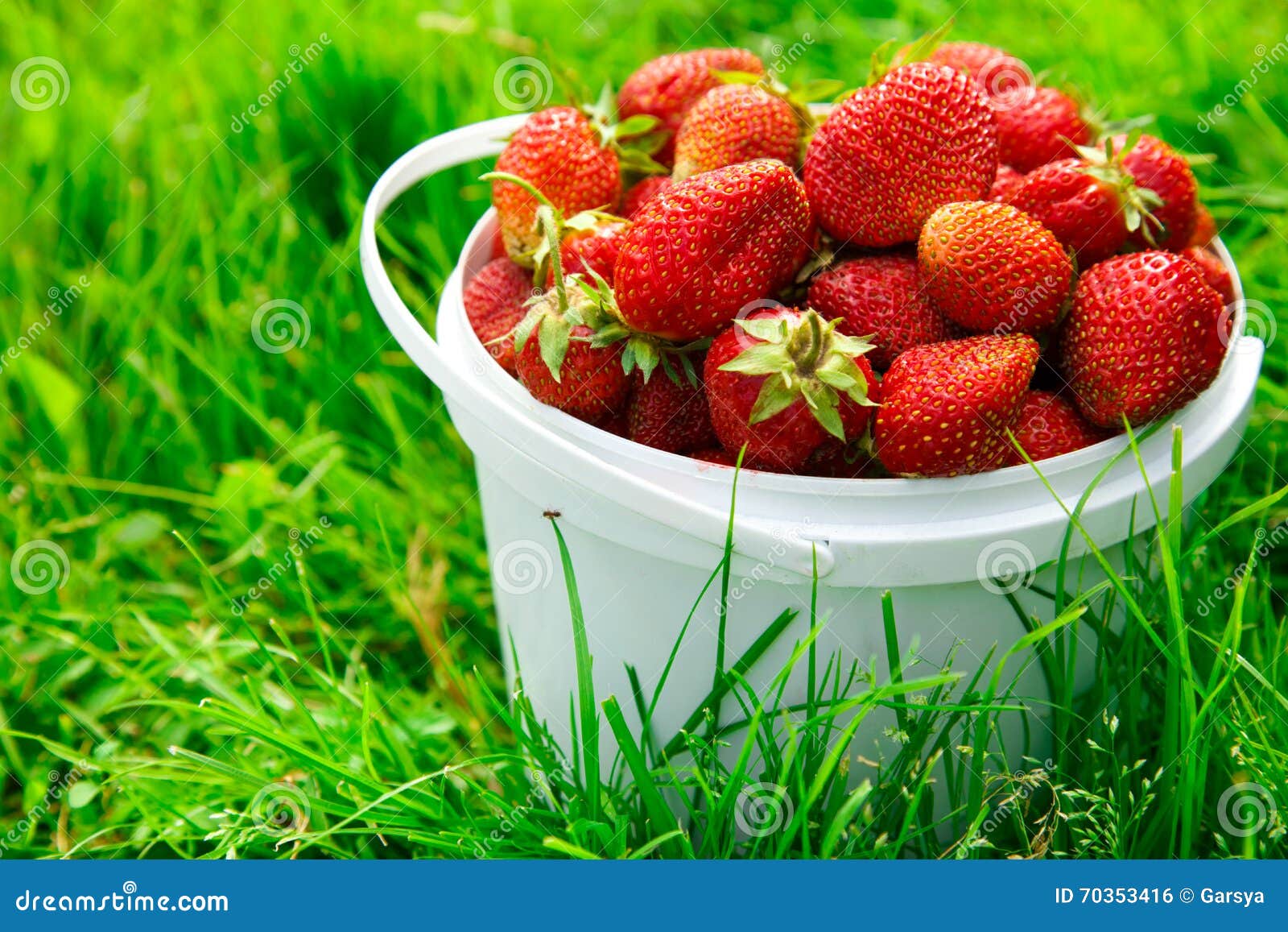 Ripe strawberry in basket stock photo. Image of berry 70353416