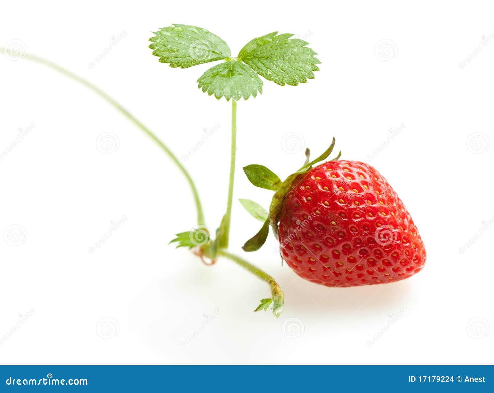 Ripe strawberry and sprout stock photo. Image of mature 17179224