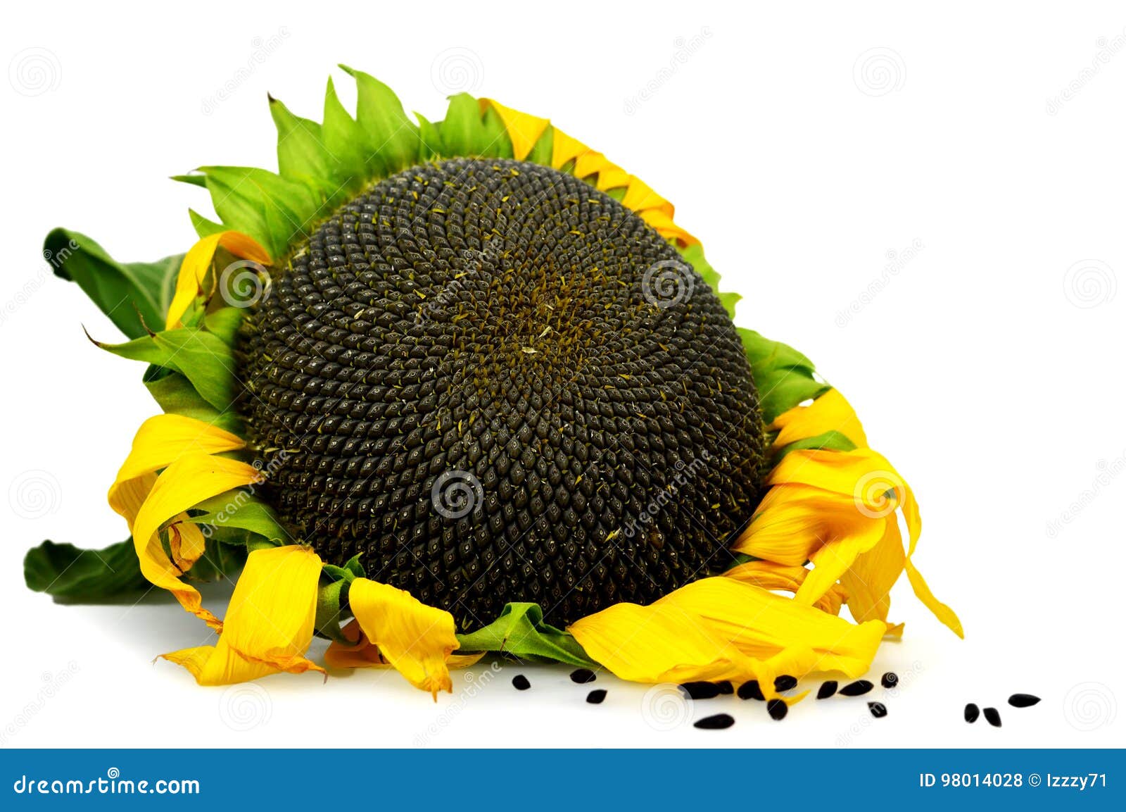 Ripe Sunflower Isolated on White Stock Photo - Image of sunflower ...