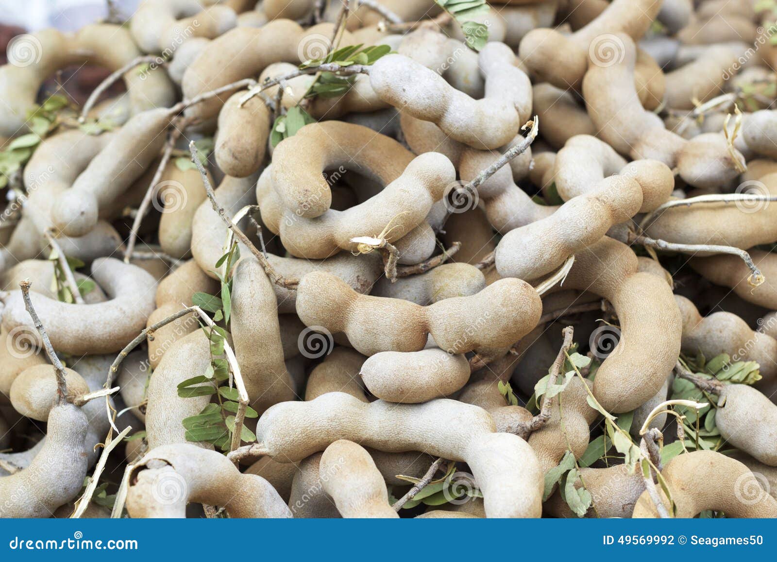 Ripe tamarind fruit stock photo. Image of sweet, fresh 49569992