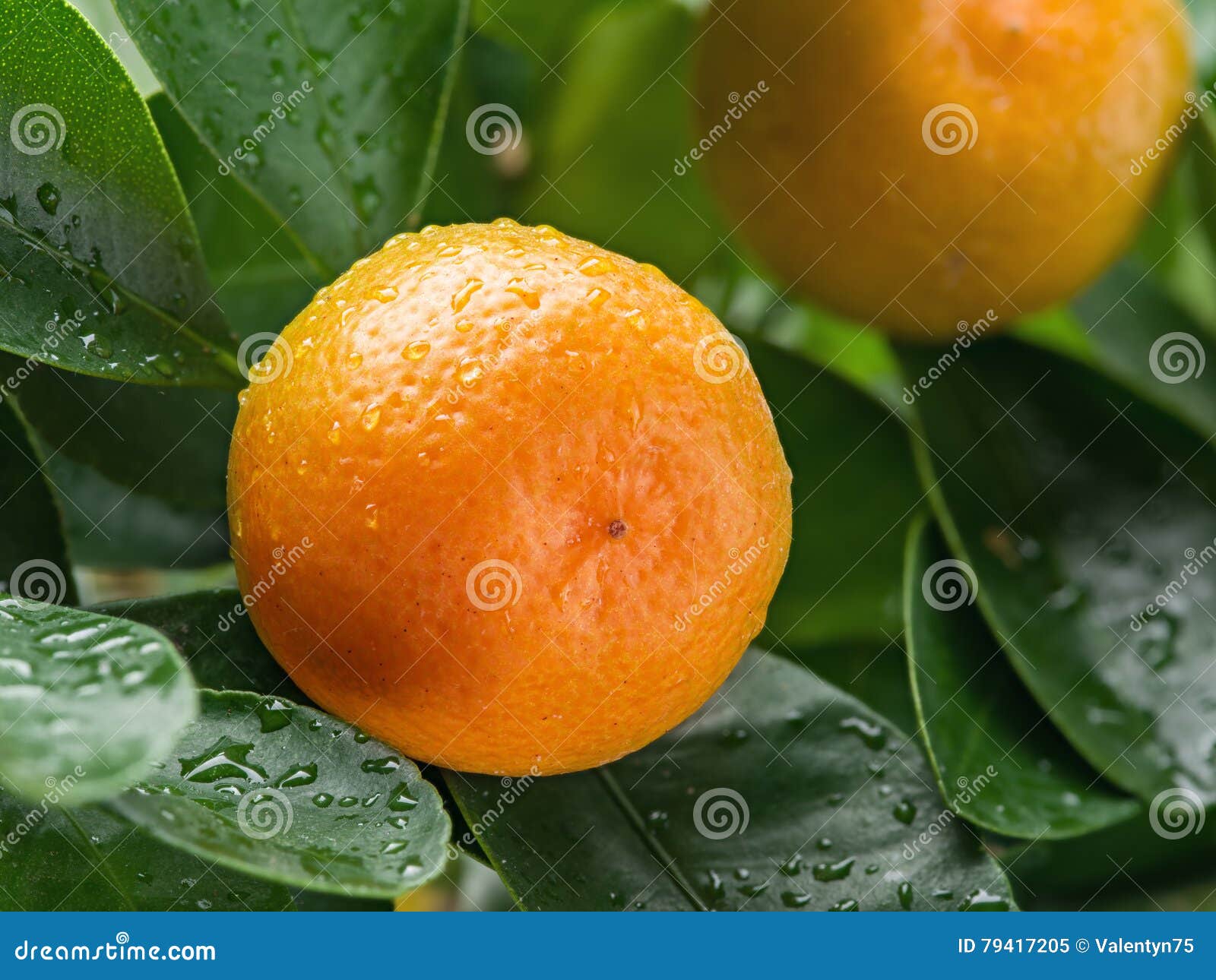 Ripe Tangerine Fruits on the Tree. Stock Image Image of summer