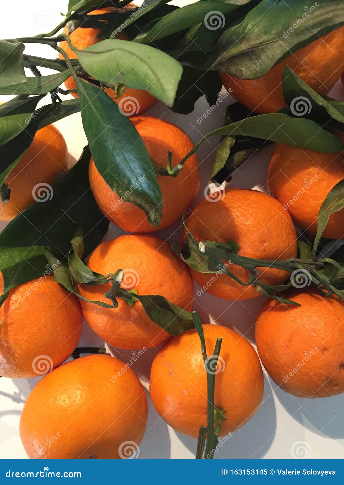 Ripe tangerines stock image. Image of tangerines, twig 163153145