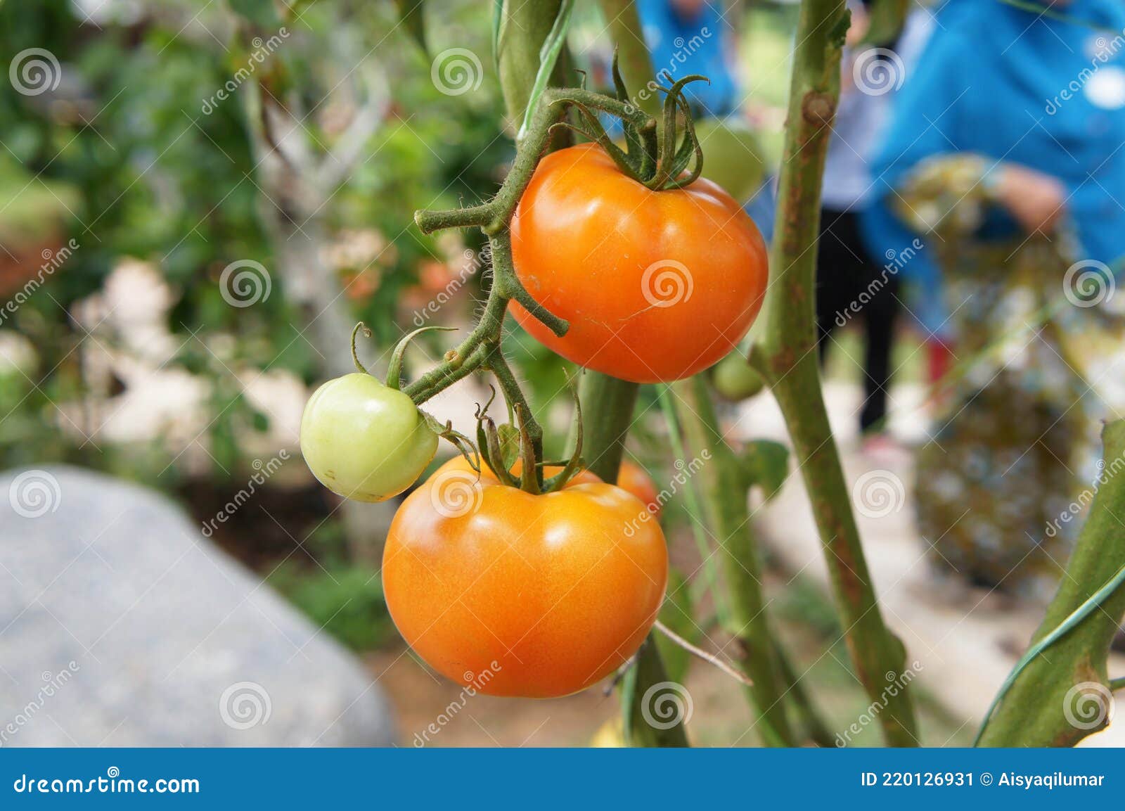 Ripe Tomatoes Fruit on the Tree. Stock Image Image of green, malaysia