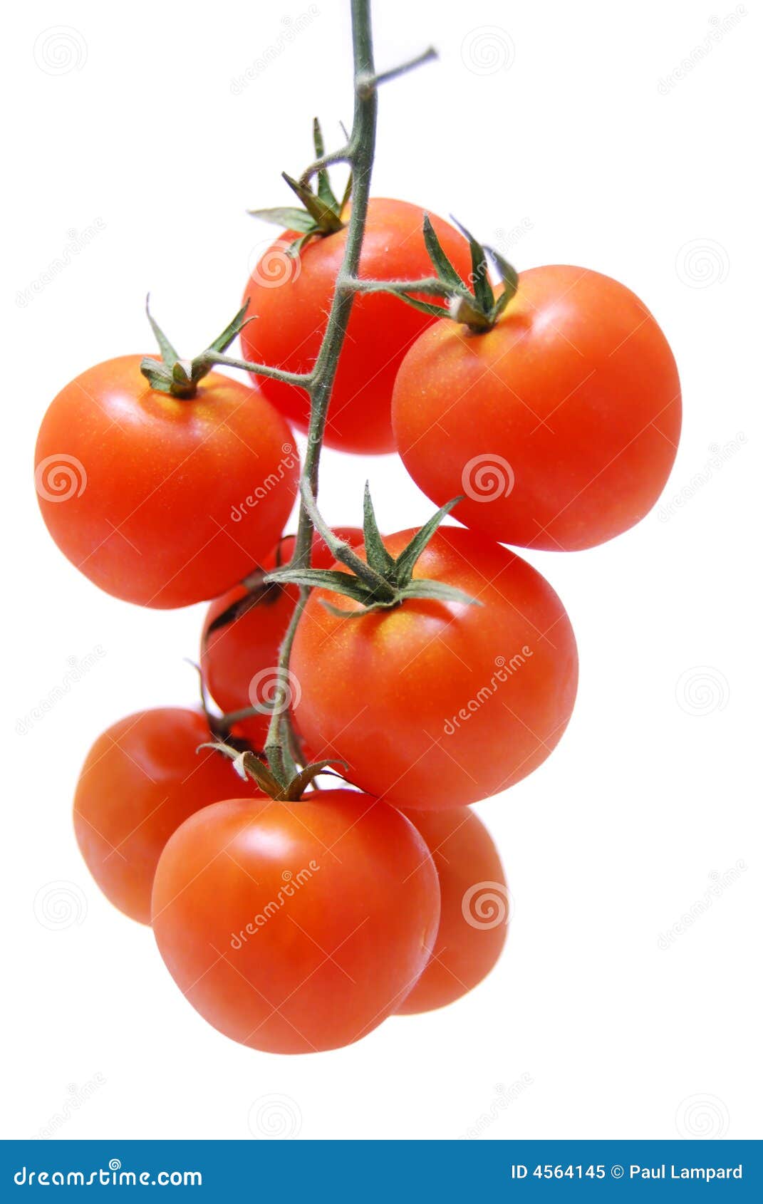 Ripe tomatoes stock image. Image of objects, close, tomatoes 4564145
