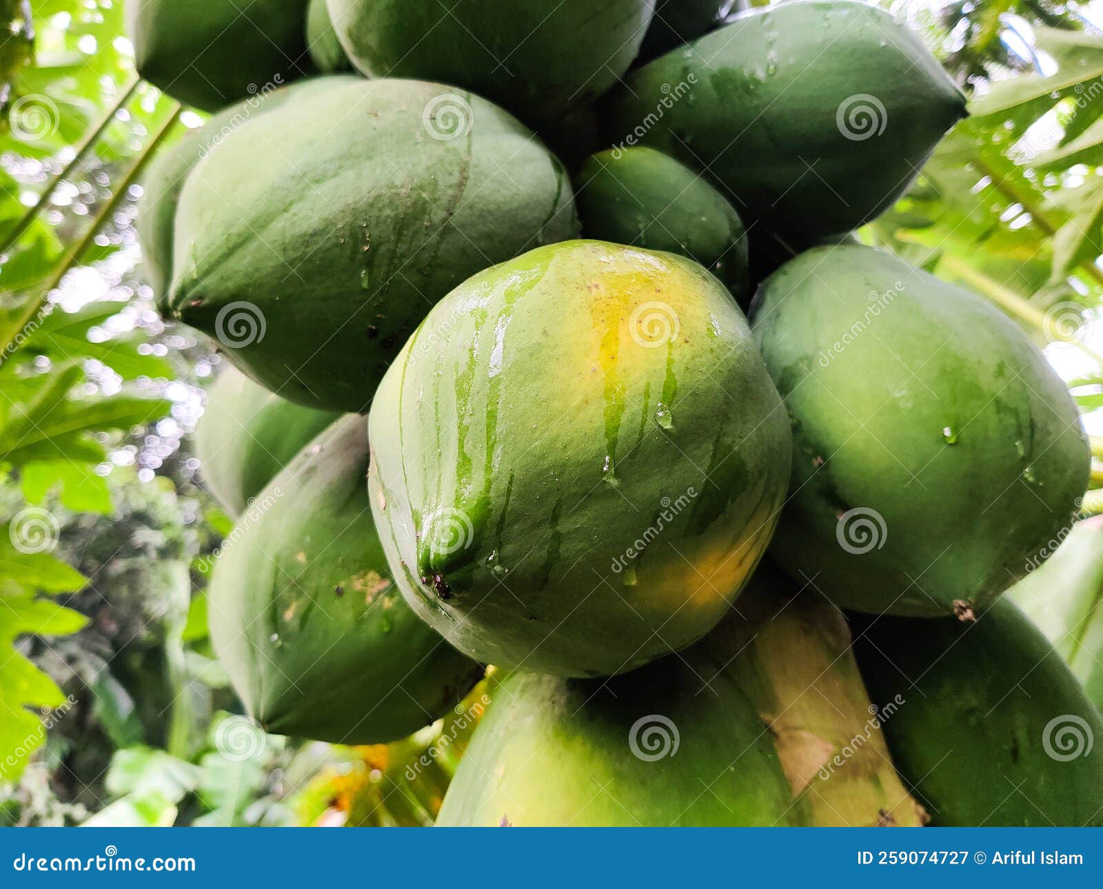 ripe tropical papya fruit hanging on the tree.