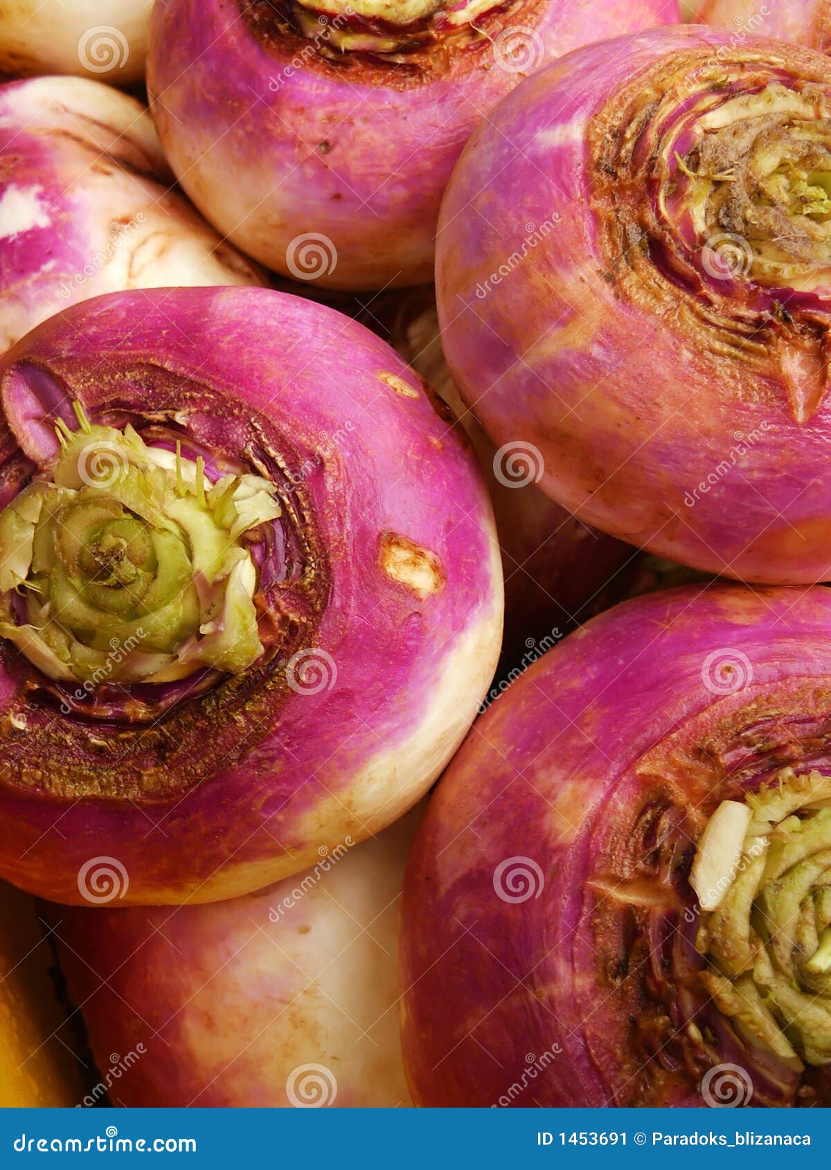 Ripe Turnip Vegetable Closeup 2 Stock Image Image of vegetable