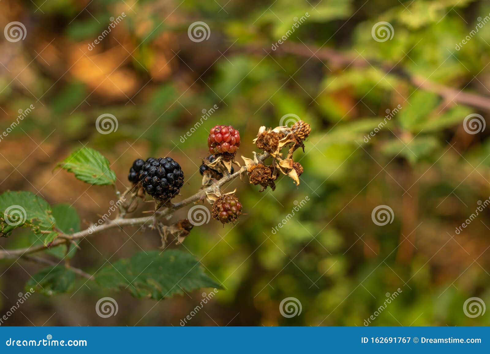 blackberries with green background