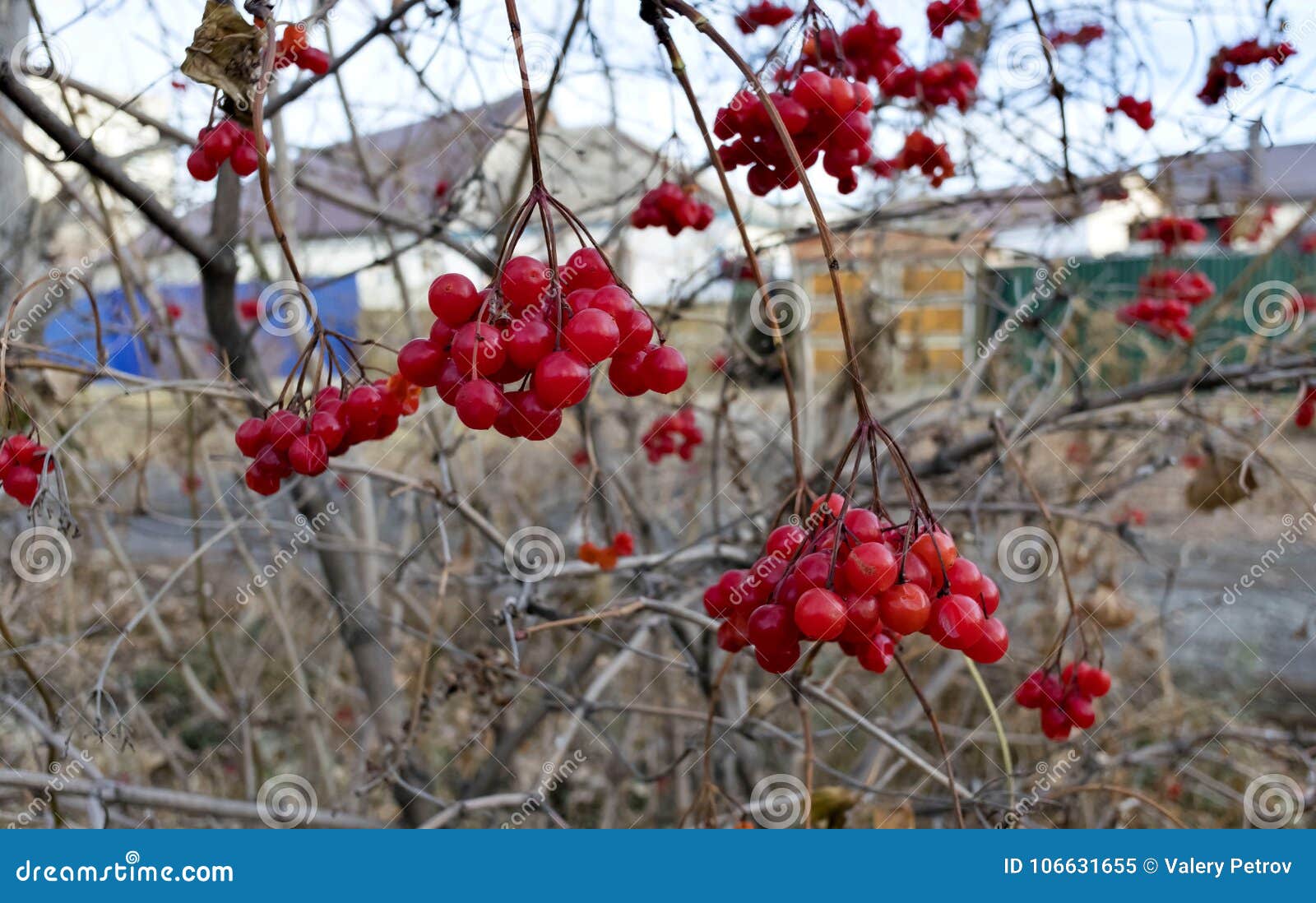 Ripe Viburnum Berries On The Bush In Late Autumn Stock Image - Image of ...