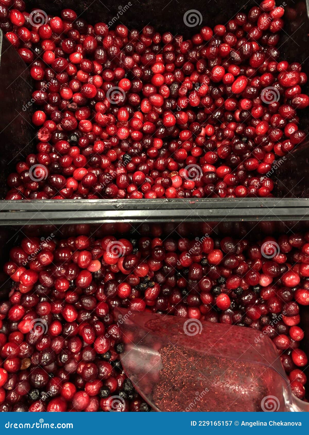 Ripe viburnum in the store stock image. Image of plums 229165157