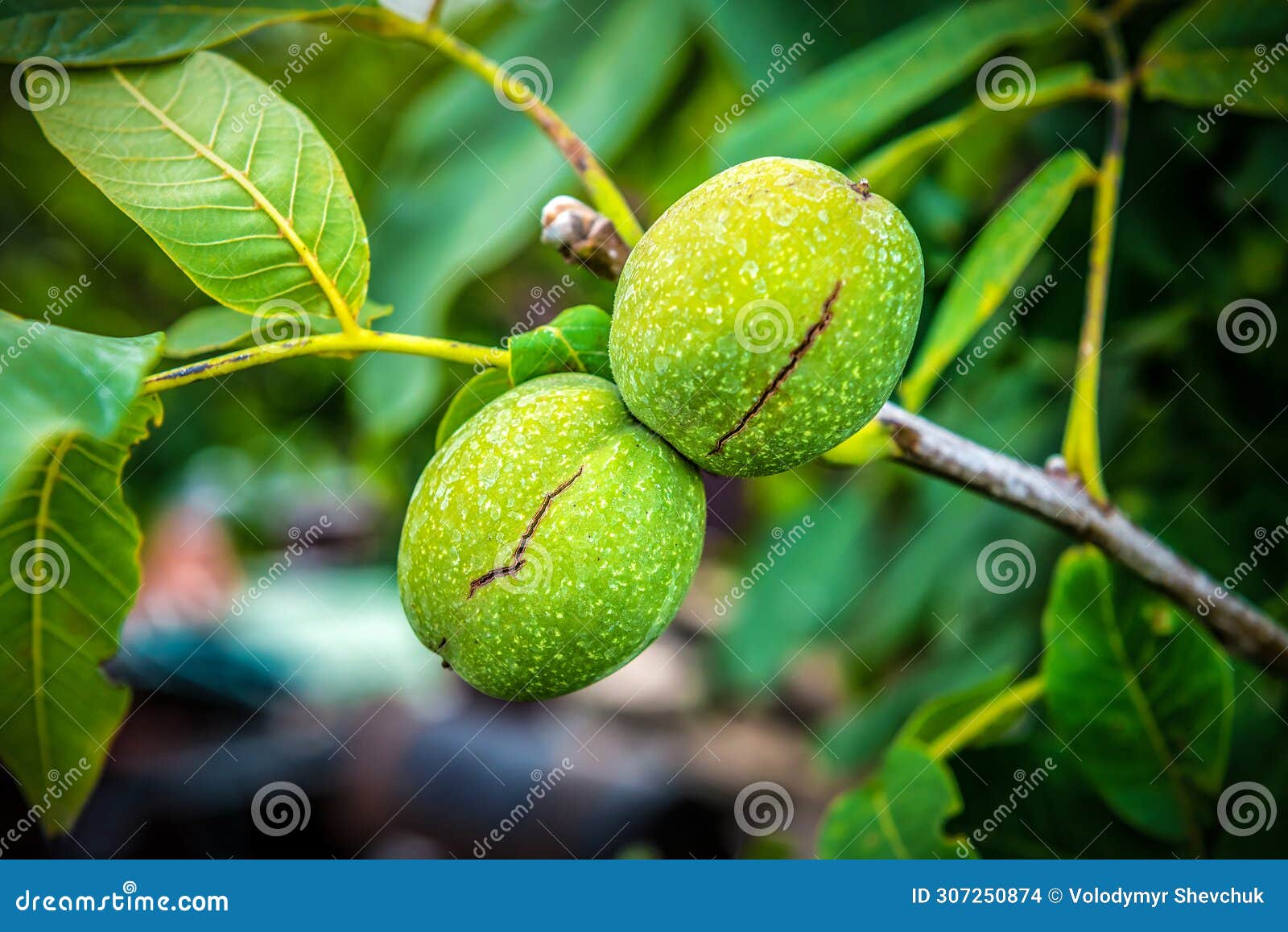 Ripe Walnut in Green Husk on the Tree Stock Photo - Image of organic ...