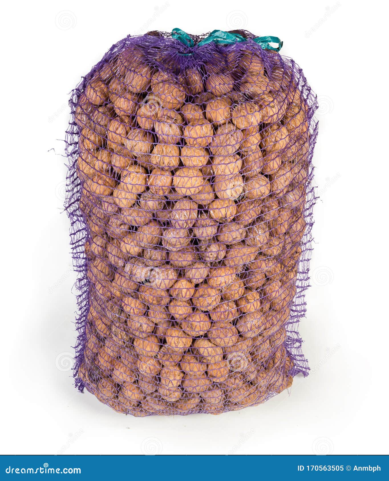 Ripe Walnuts in the Large Plastic Mesh Bag Stock Image Image of