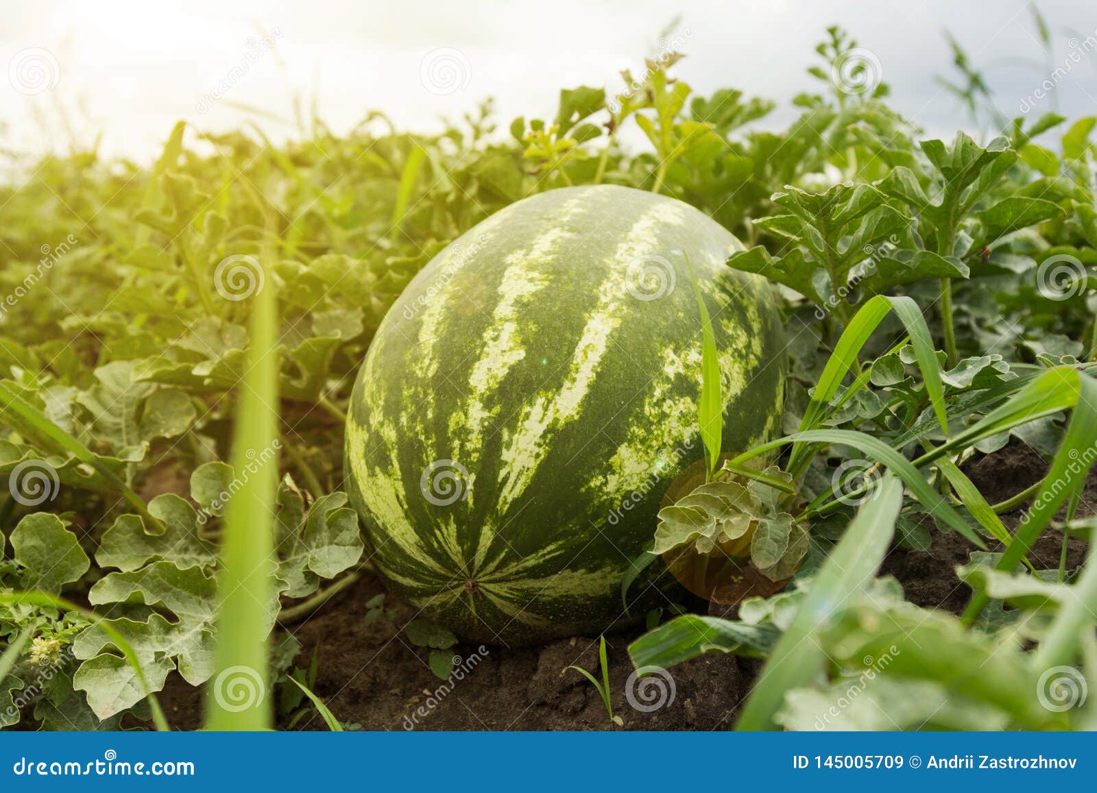 Ripe Watermelon in the Field Stock Image Image of food, gardening