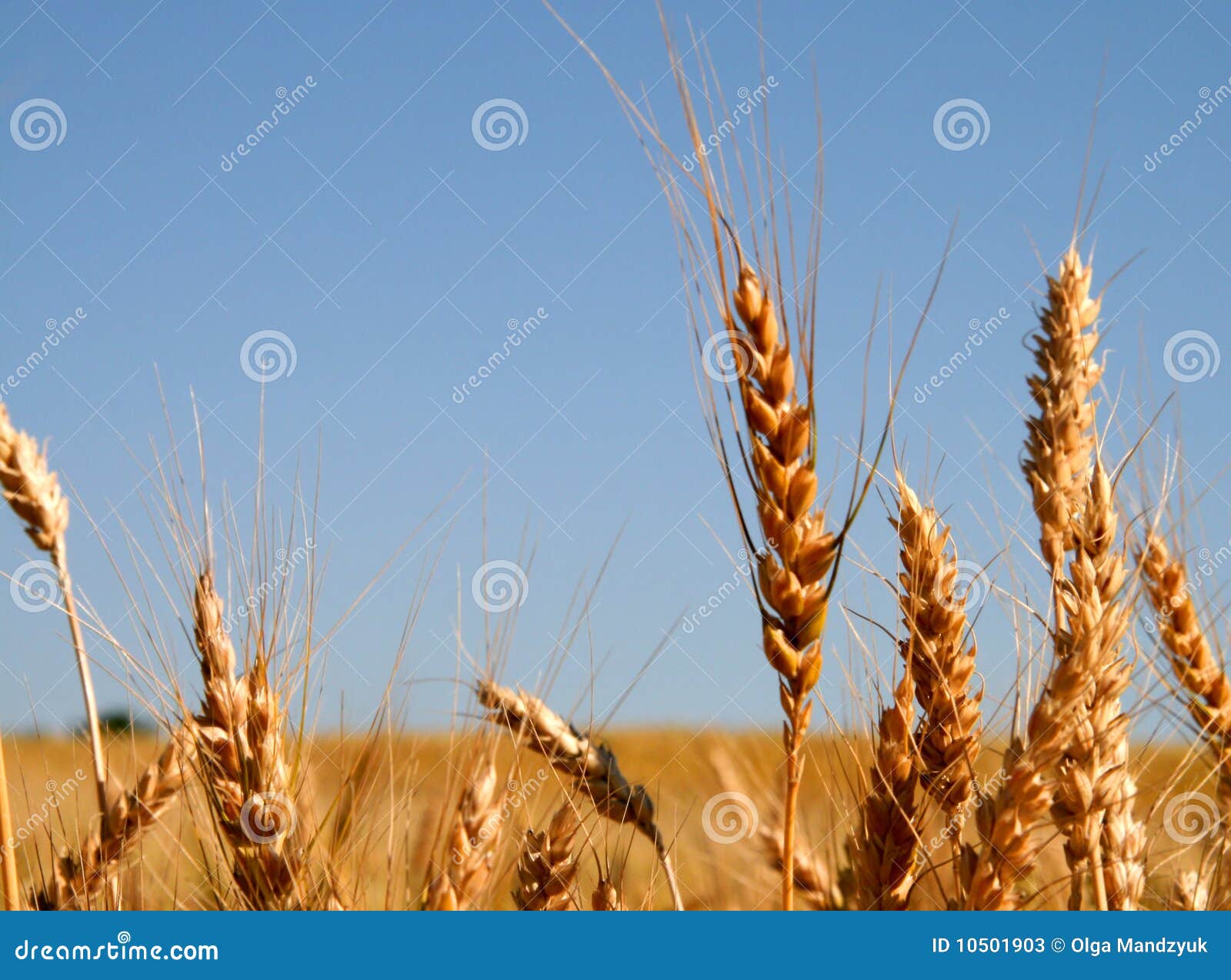 Ripe wheat stock image. Image of