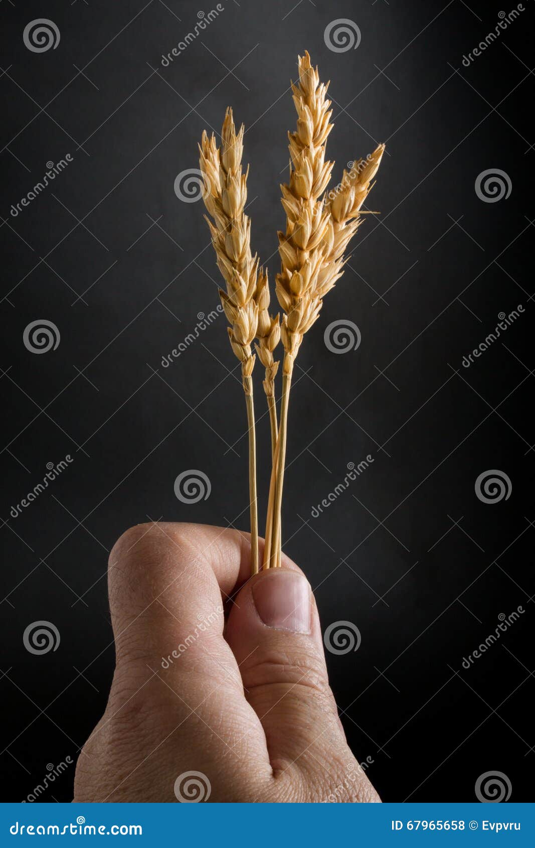 Ripe Wheat Ears Boxed in His Hand Stock Photo Image of people, plant