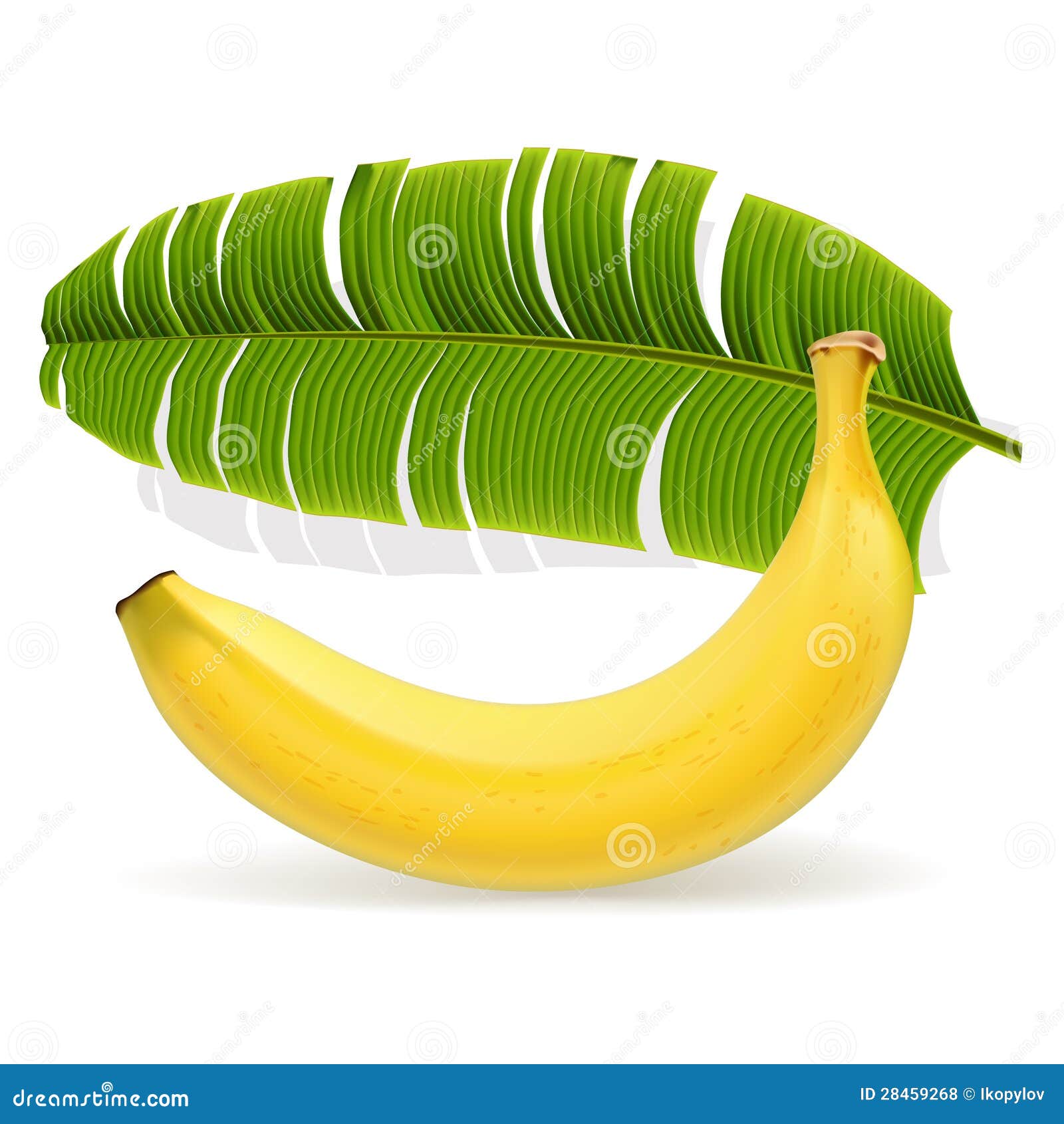 Ripe Yellow Banana with Leaf Stock Vector Illustration of healthy