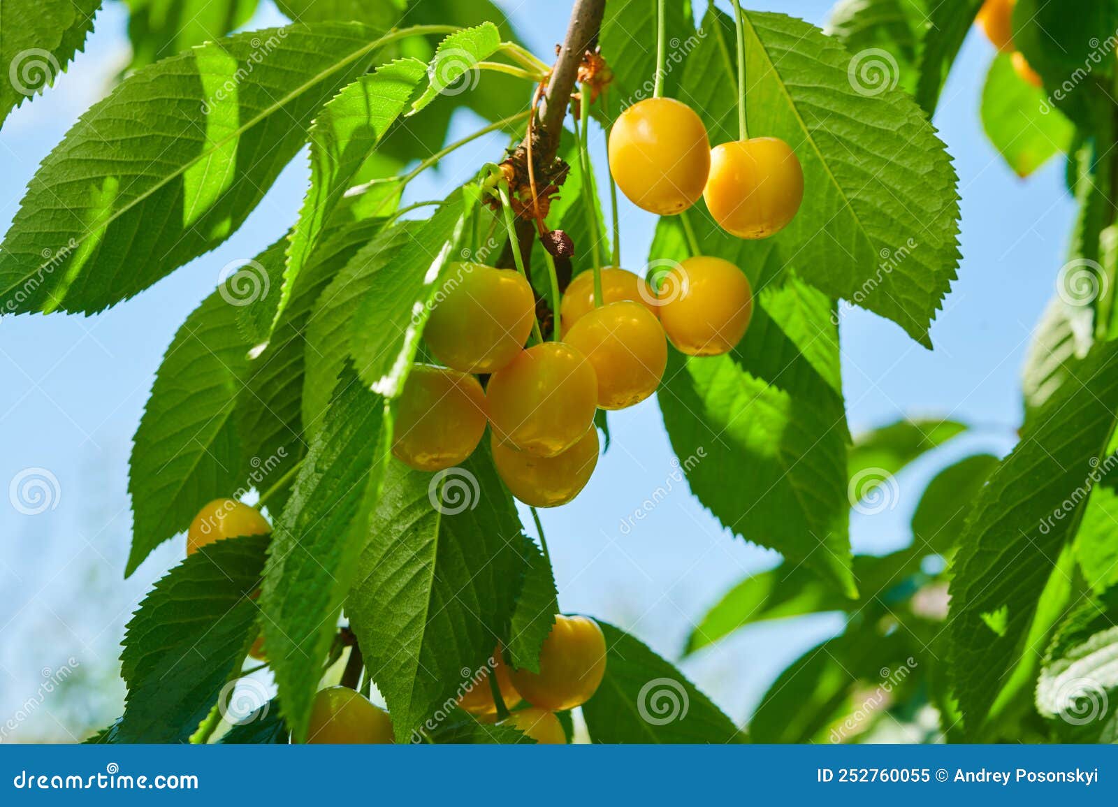 Ripe Yellow Cherries on the Tree Stock Image Image of crop, grow