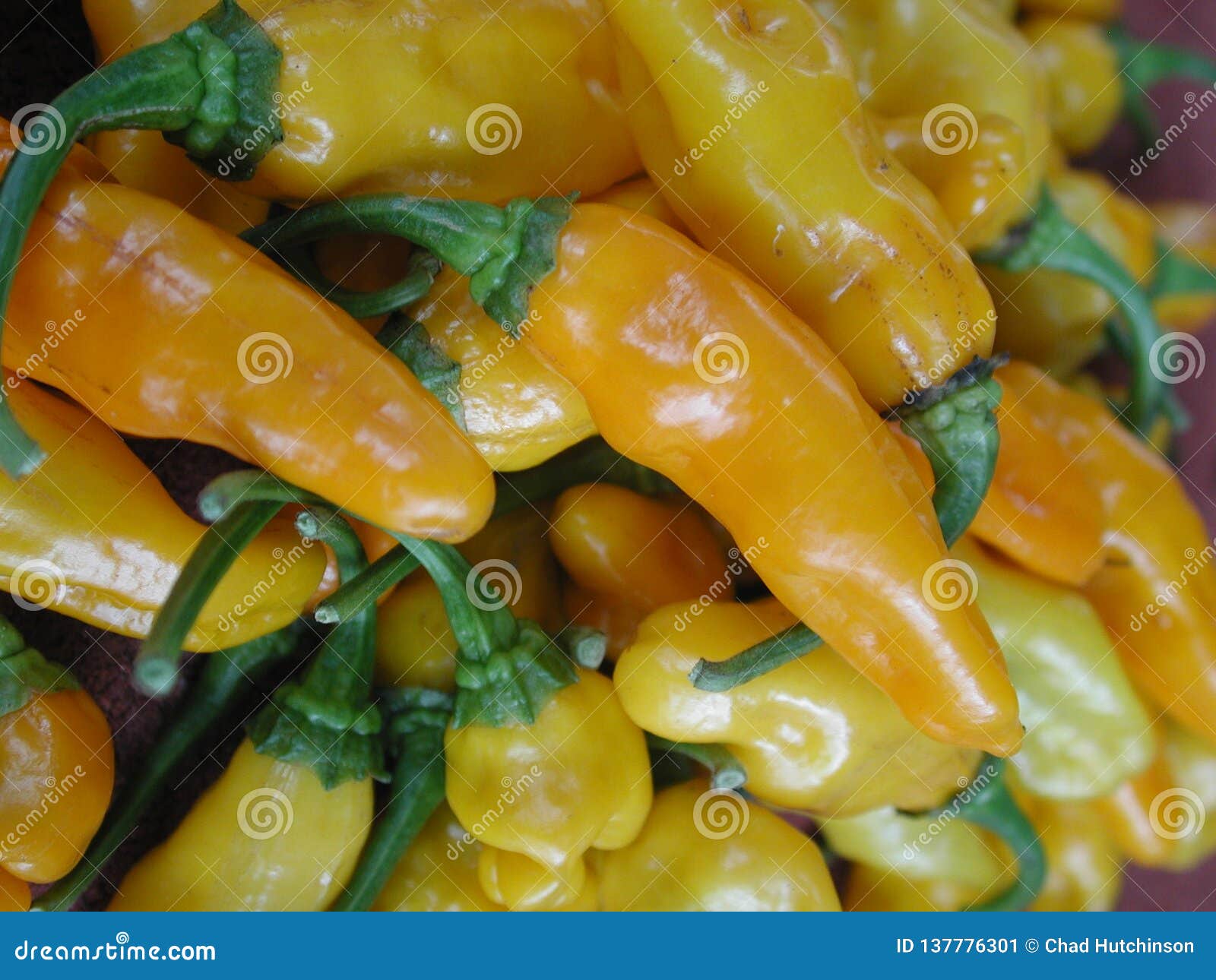 ripe, yellow datil peppers in a pile