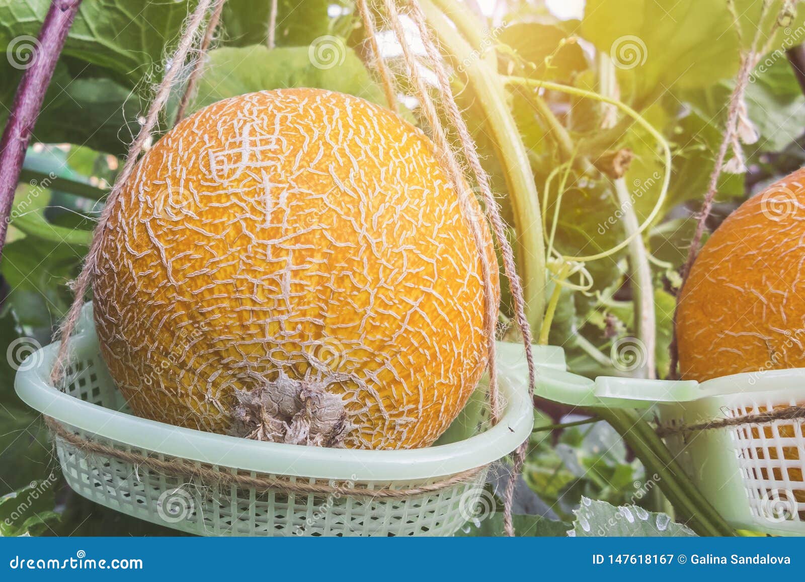Ripe Yellow Melons Grow in the Greenhouse Stock Image Image of
