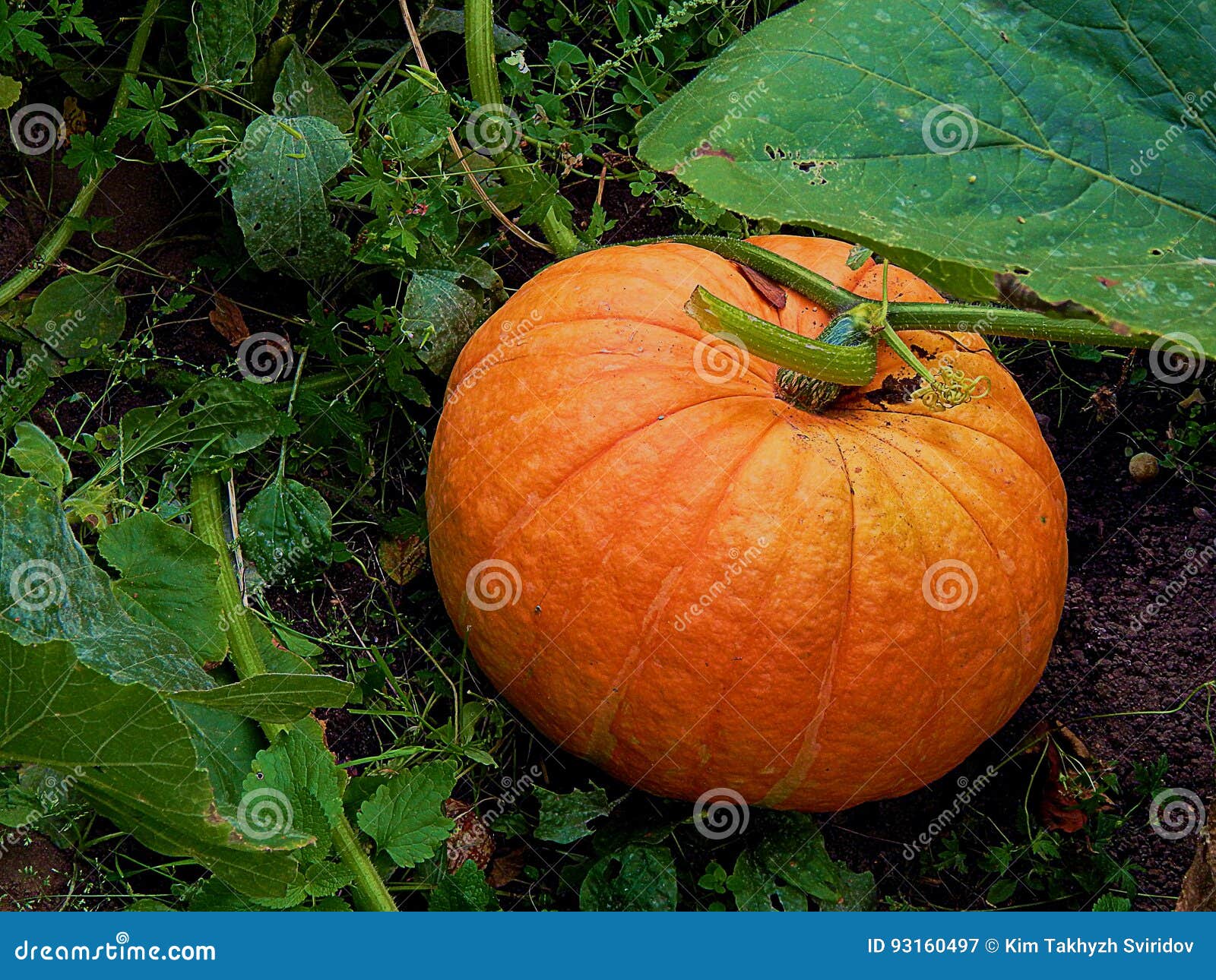 Ripe yellow pumpkin on a close-up of a farm close-up