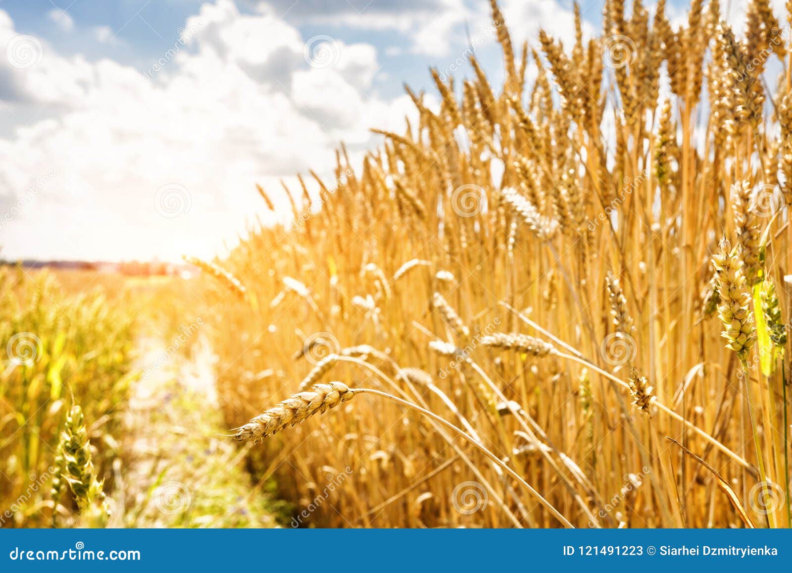Ripe Yellow Wheat On A Golden Field Against A Blue Sky With Clouds Harvest Of Wheat Harvesting Of Grain Crops Stock Image Image Of Outside Barley Ripe Yellow Wheat On A Golden Field Against A Blue Sky With Clouds Harvest Of Wheat Harvesting Of Grain Crops Stock Image Image Of Outside Barley