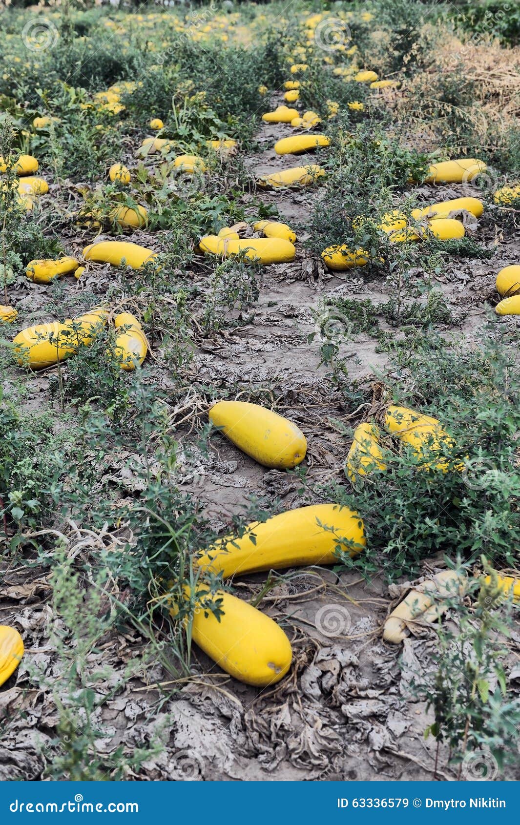 Ripe zucchini stock image. Image of kitchen, courgette 63336579