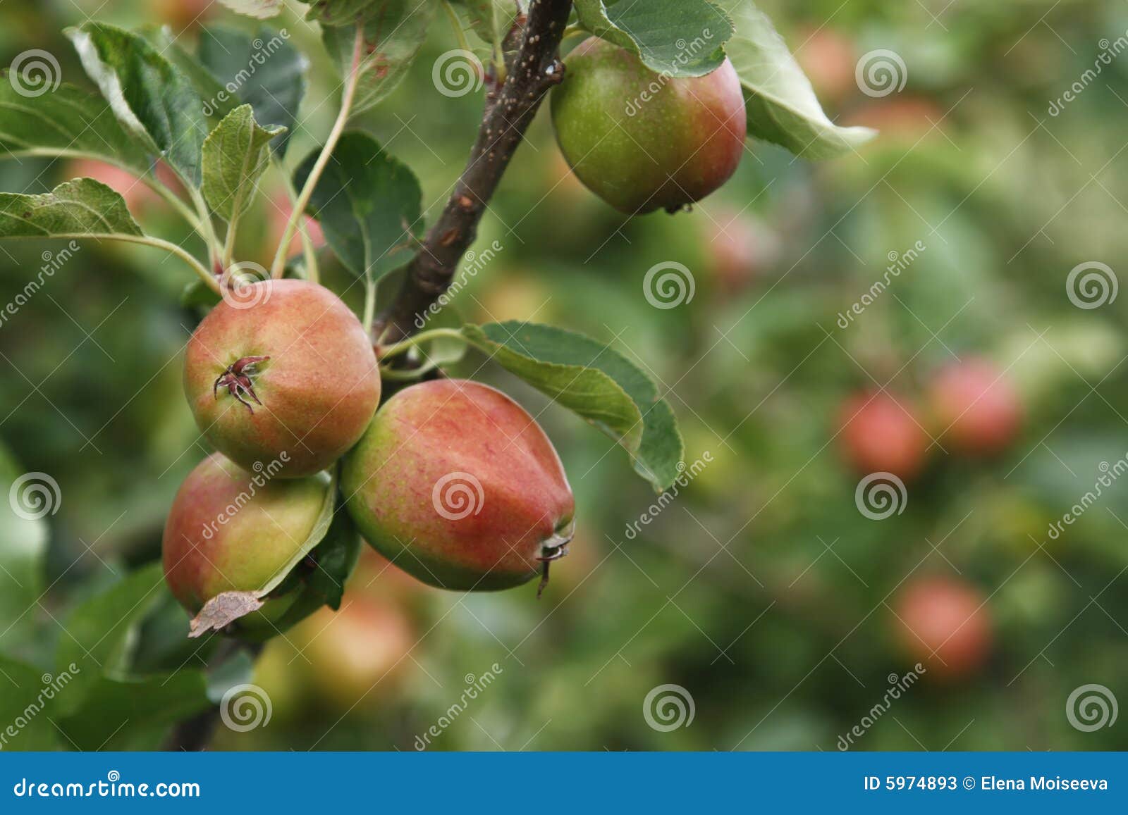ripen apples on tree in nature