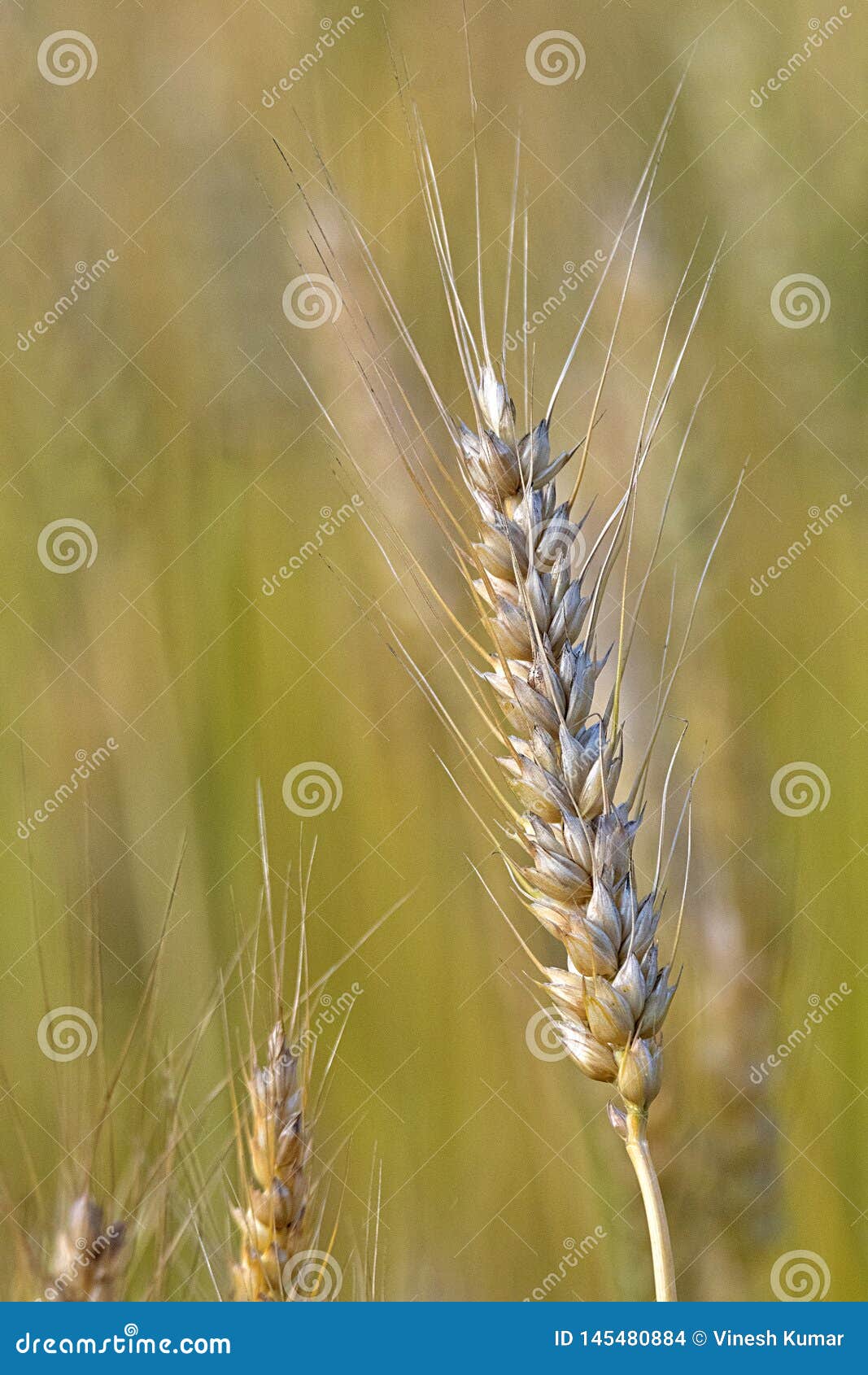 ripen pod of wheat at an indian farm