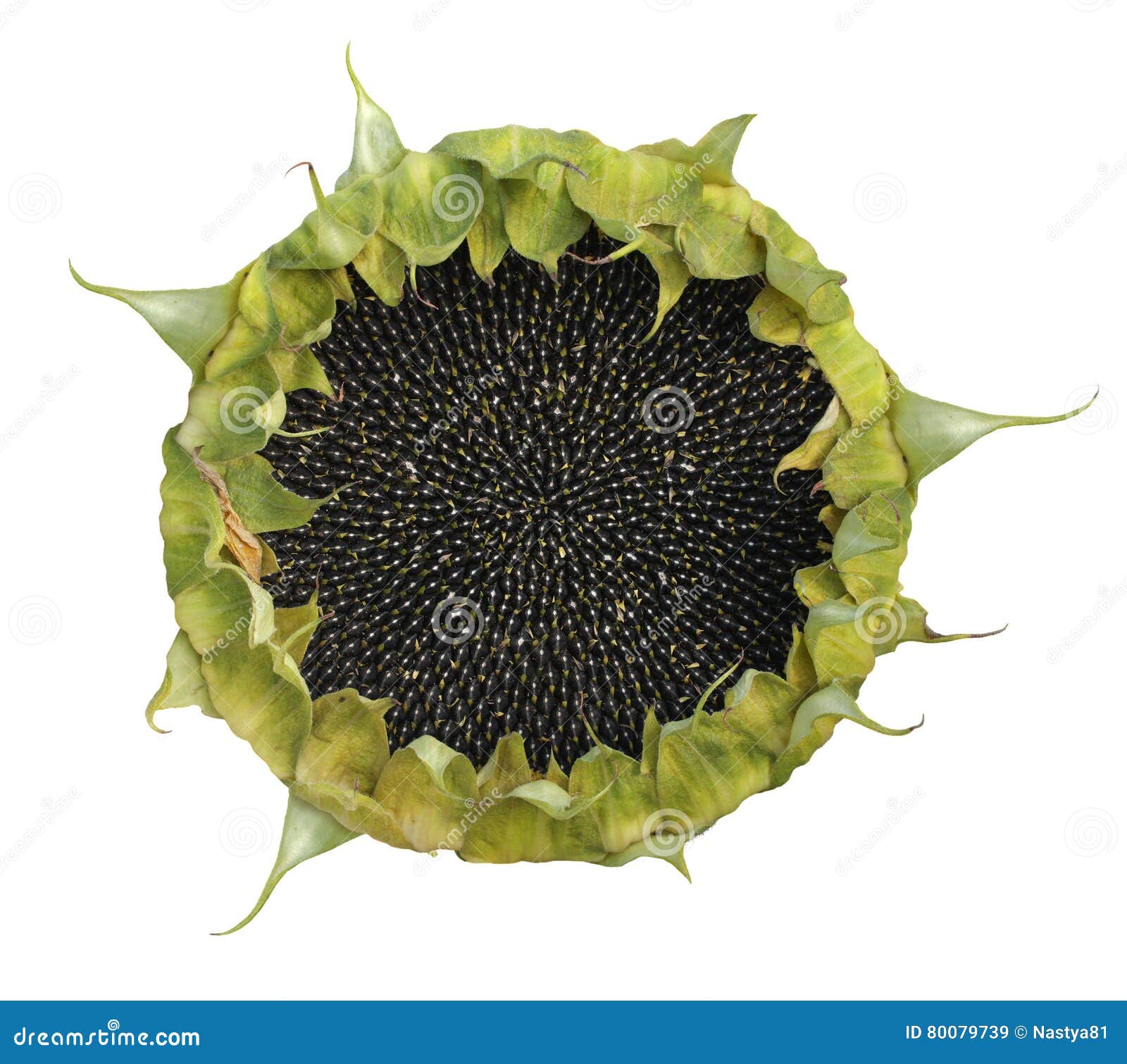 Ripened Sunflower in Harvesting Time Isolated on White Background Stock ...