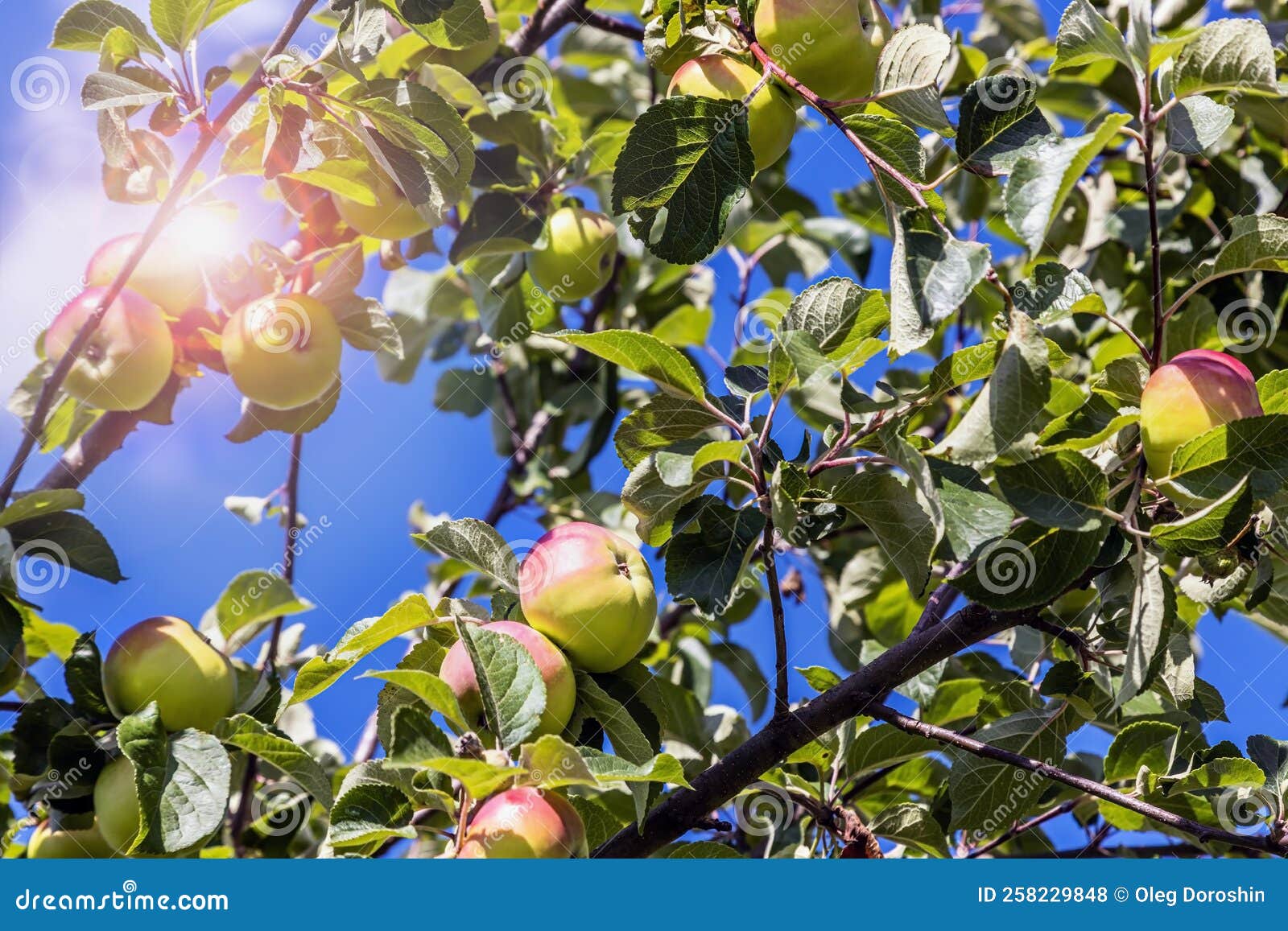 Ripening Apples on a Tree in the Garden Stock Photo Image of agriculture, produce 258229848