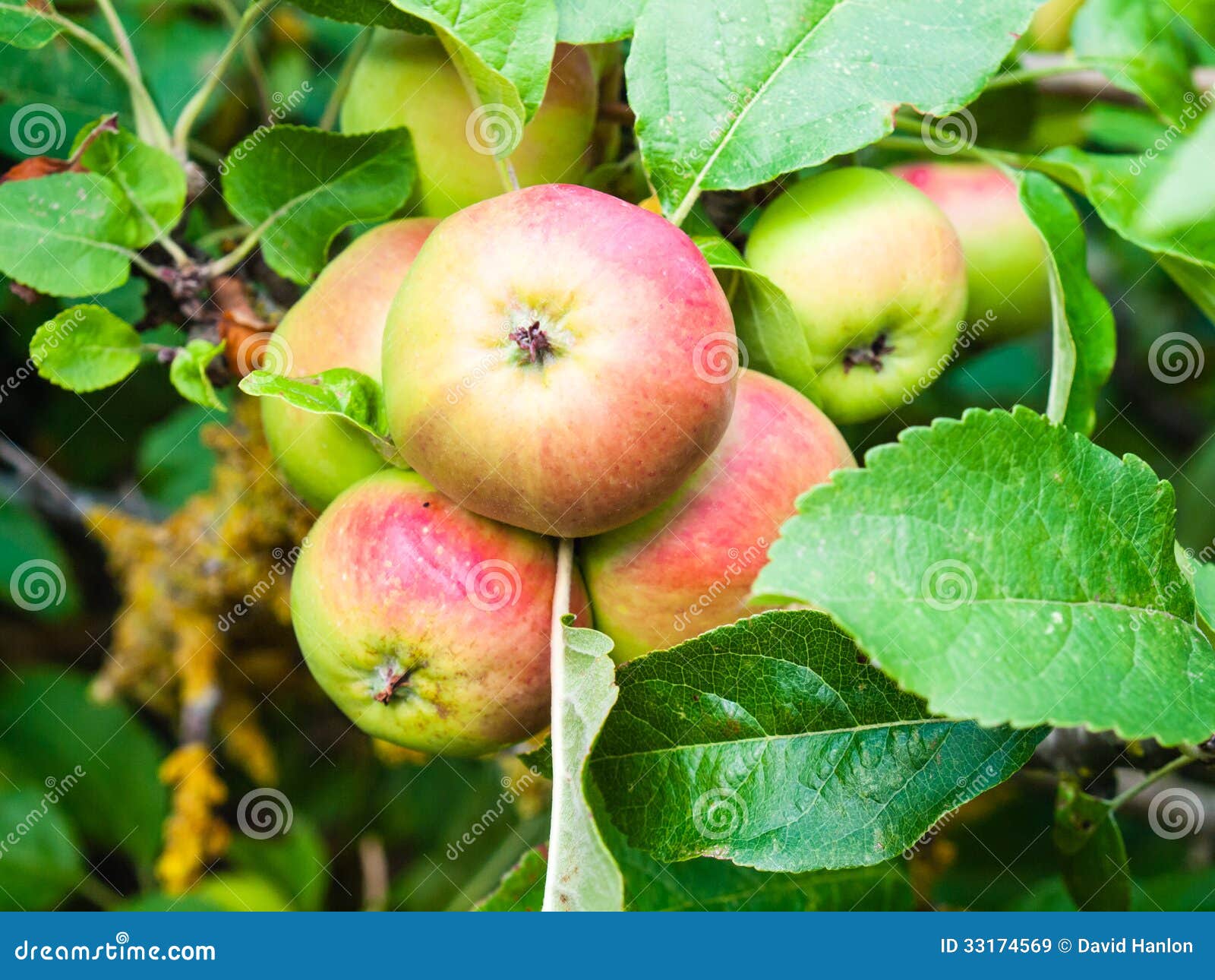 Ripening Apples on the Tree Stock Image Image of seasonal, gardening