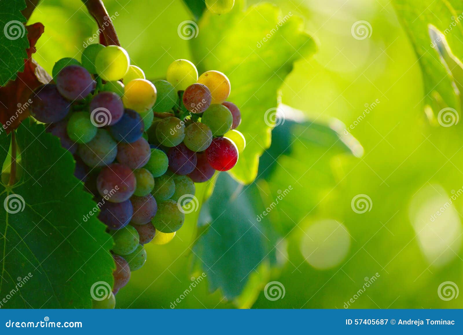 ripening blue wine grapes