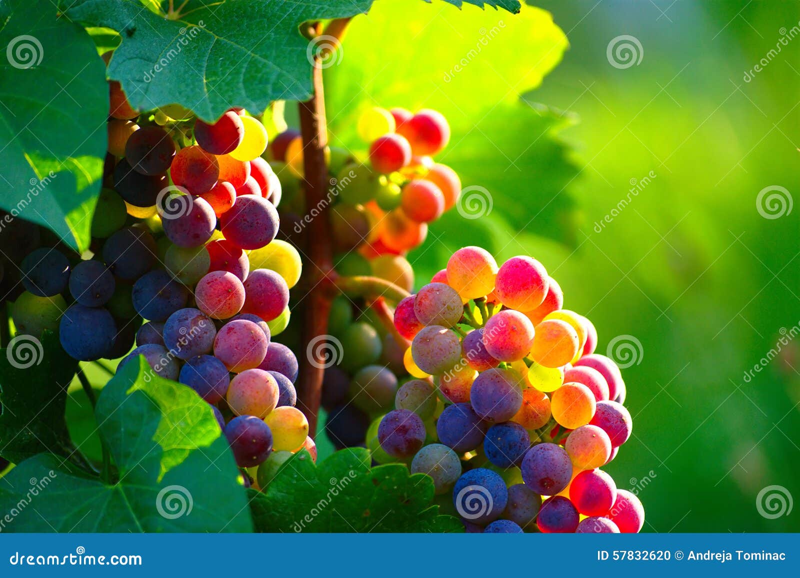 ripening blue wine grapes