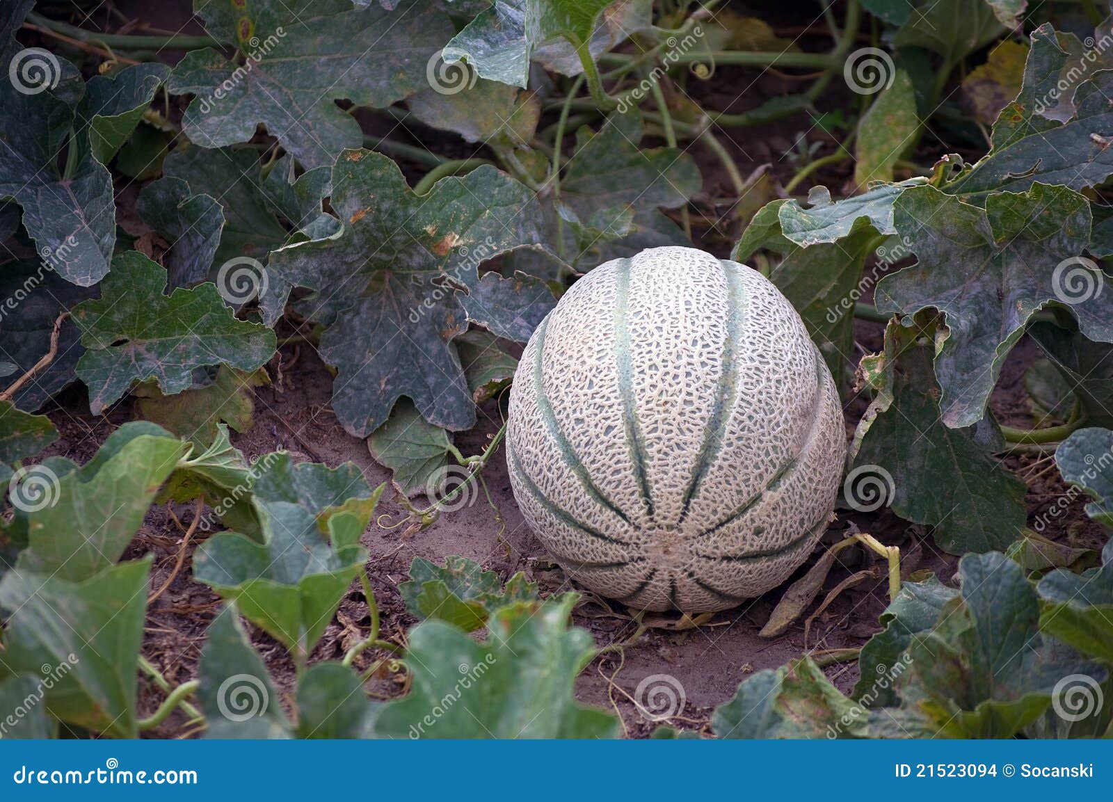 Ripening Cantaloupe stock photo. Image of melon, healthy 21523094