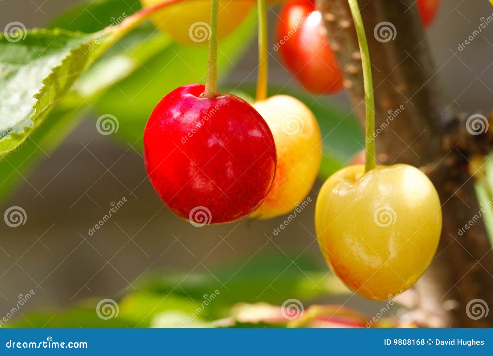 Ripening Cherries stock photo. Image of food, berry, blue 9808168