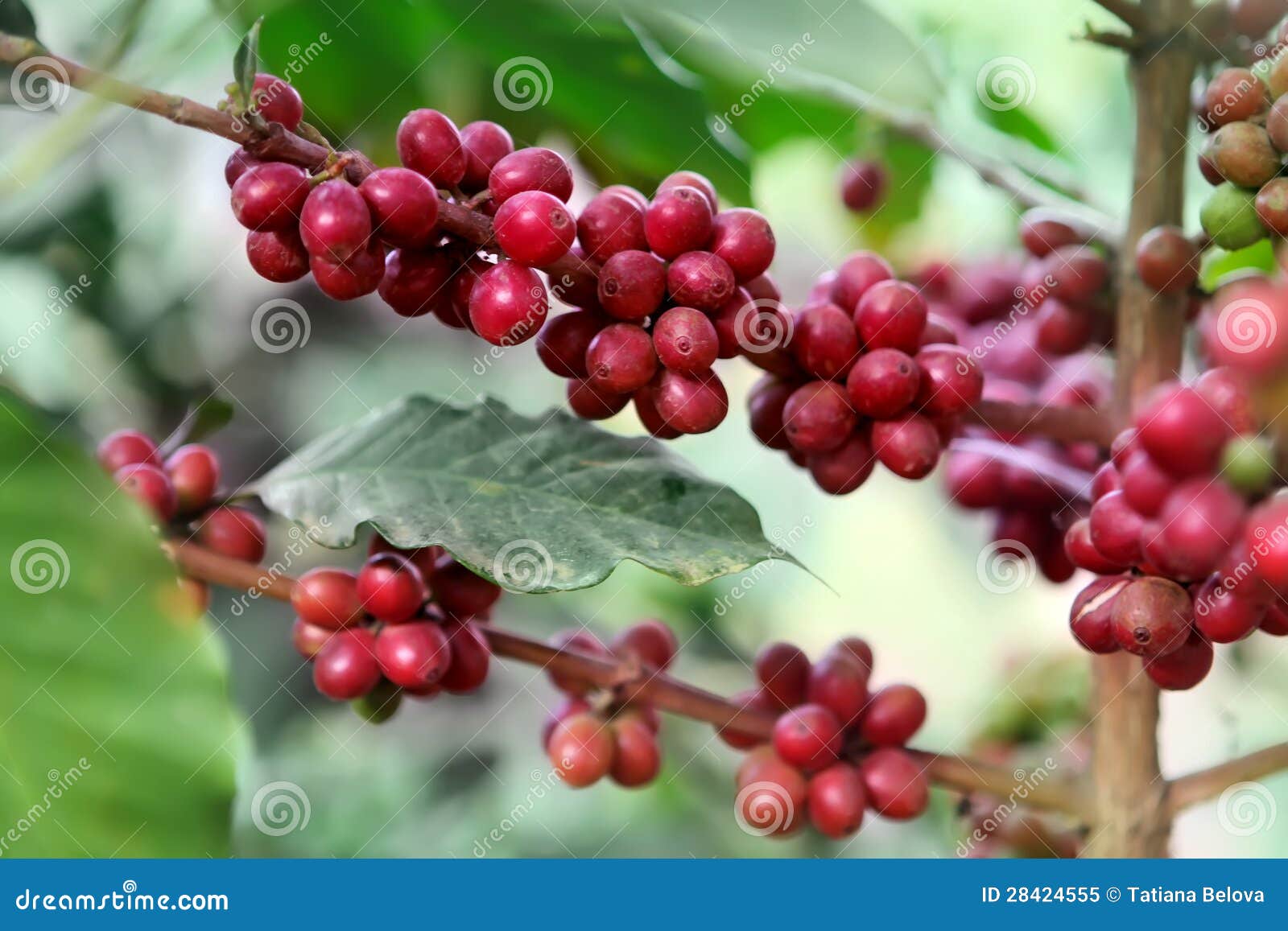 Ripening coffee beans stock image. Image of fruit, coffee 28424555