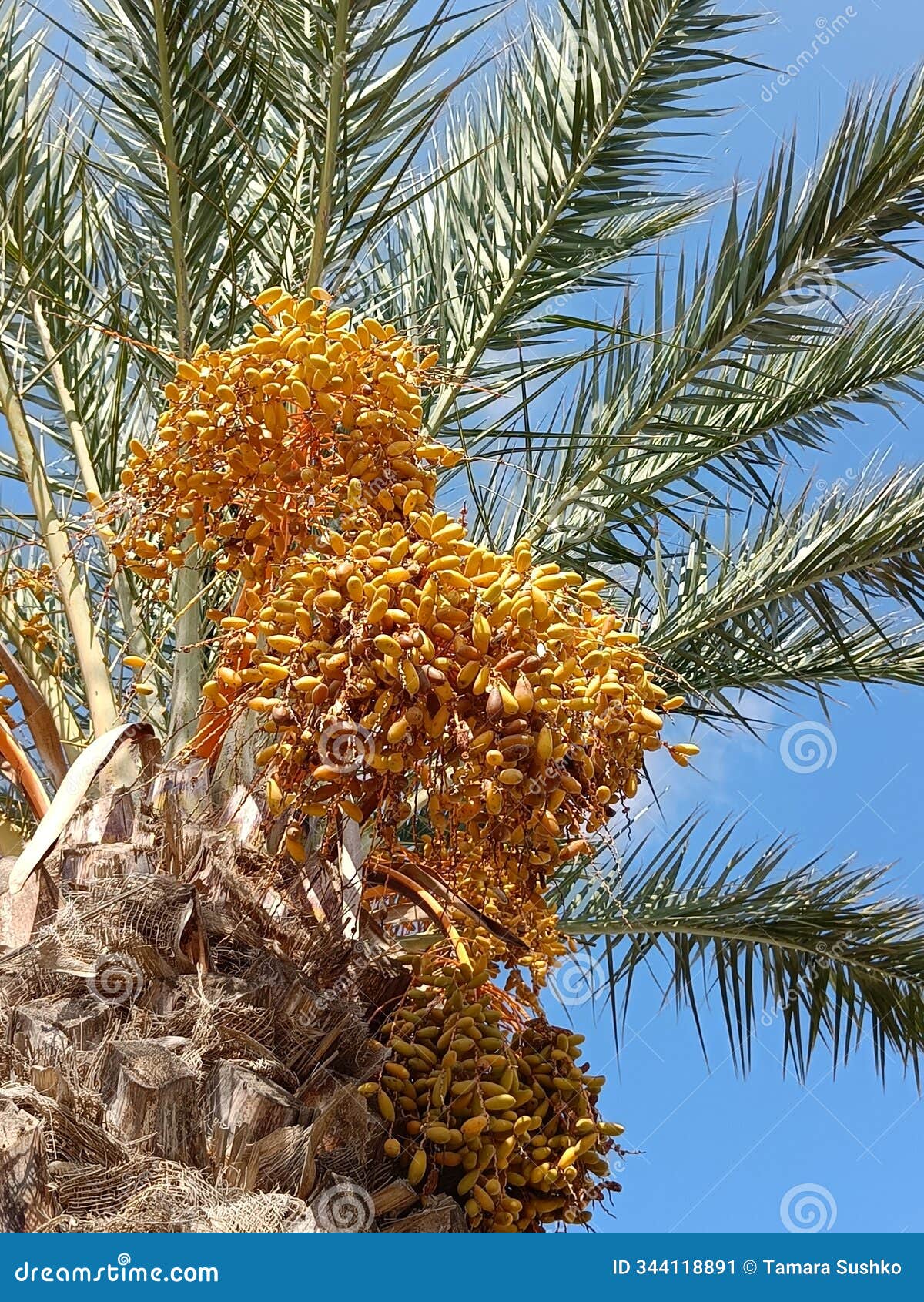 ripening dates fruit on a palm tree branches on sky background, in spain. phoenix dactylifera, arecaceae,