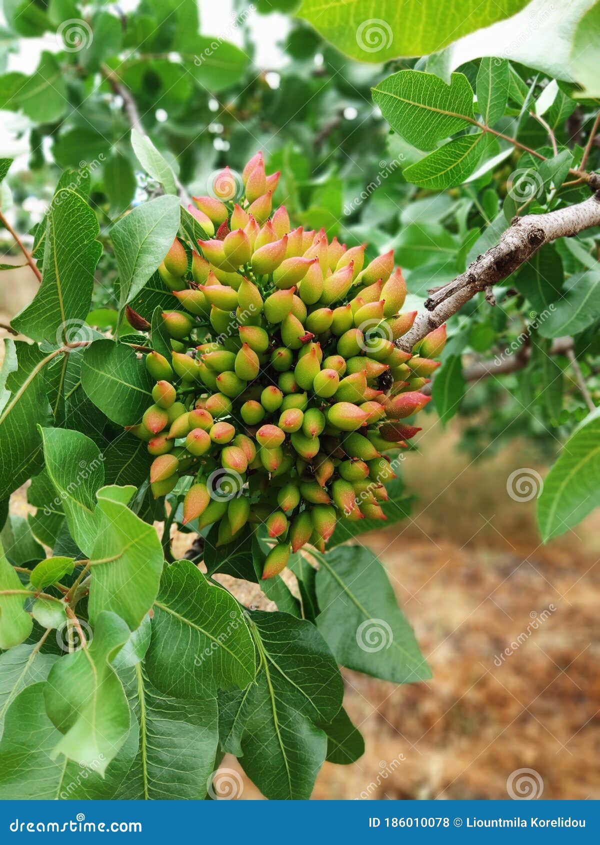 Pistachio tree