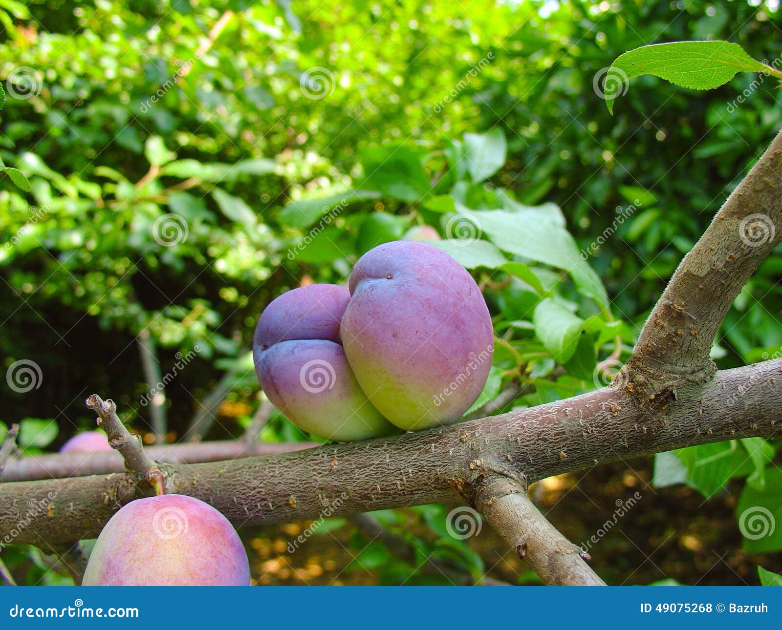 The Ripening Fruit on a Tree Branch, Plum Stock Photo Image of juicy