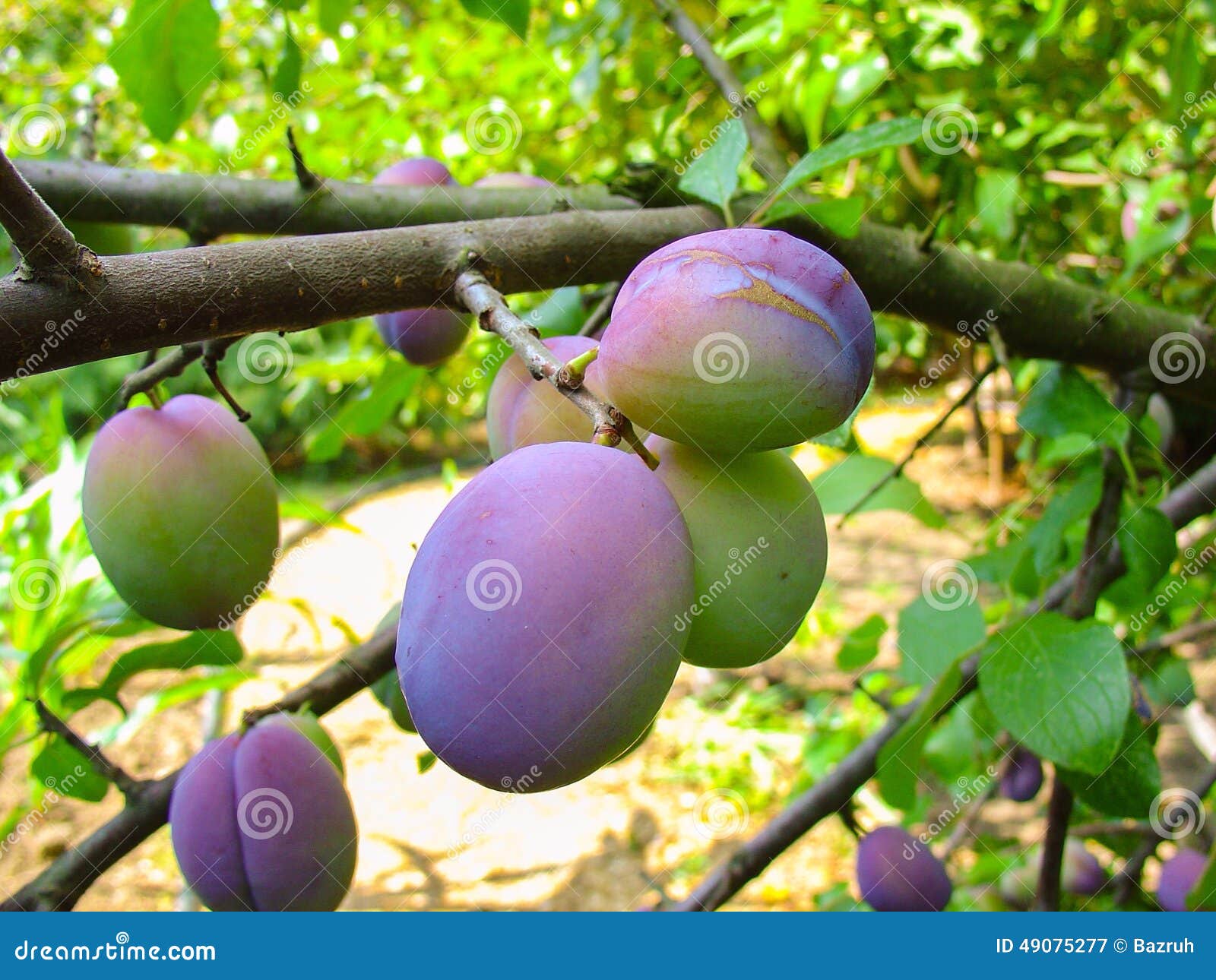 The Ripening Fruit on a Tree Branch, Plum Stock Image Image of green
