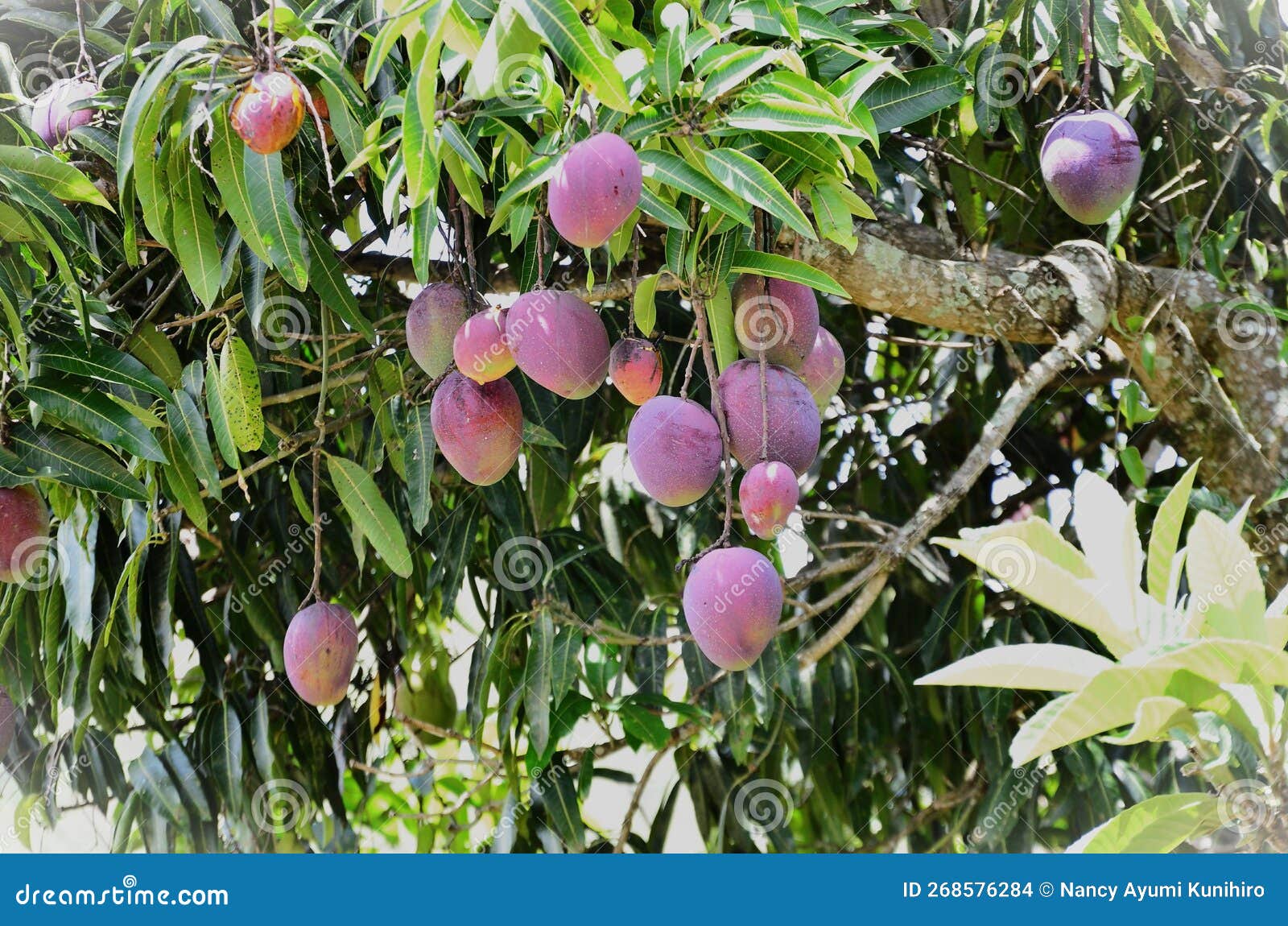 ripe fruits of mangifera indica in the backyard