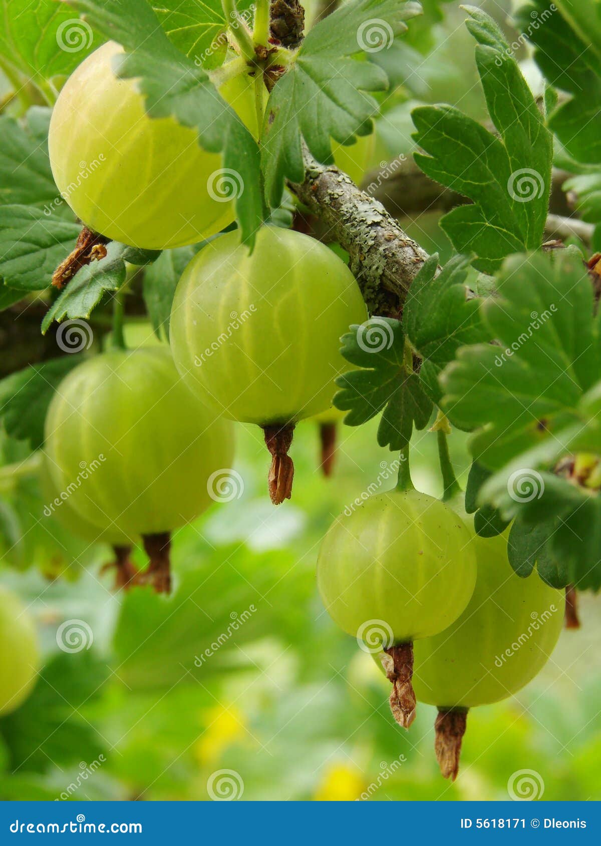 ripening gooseberries