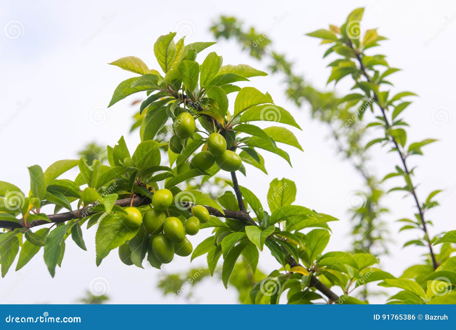 Ripening plum fruit stock photo. Image of groceries, gardening 91765386